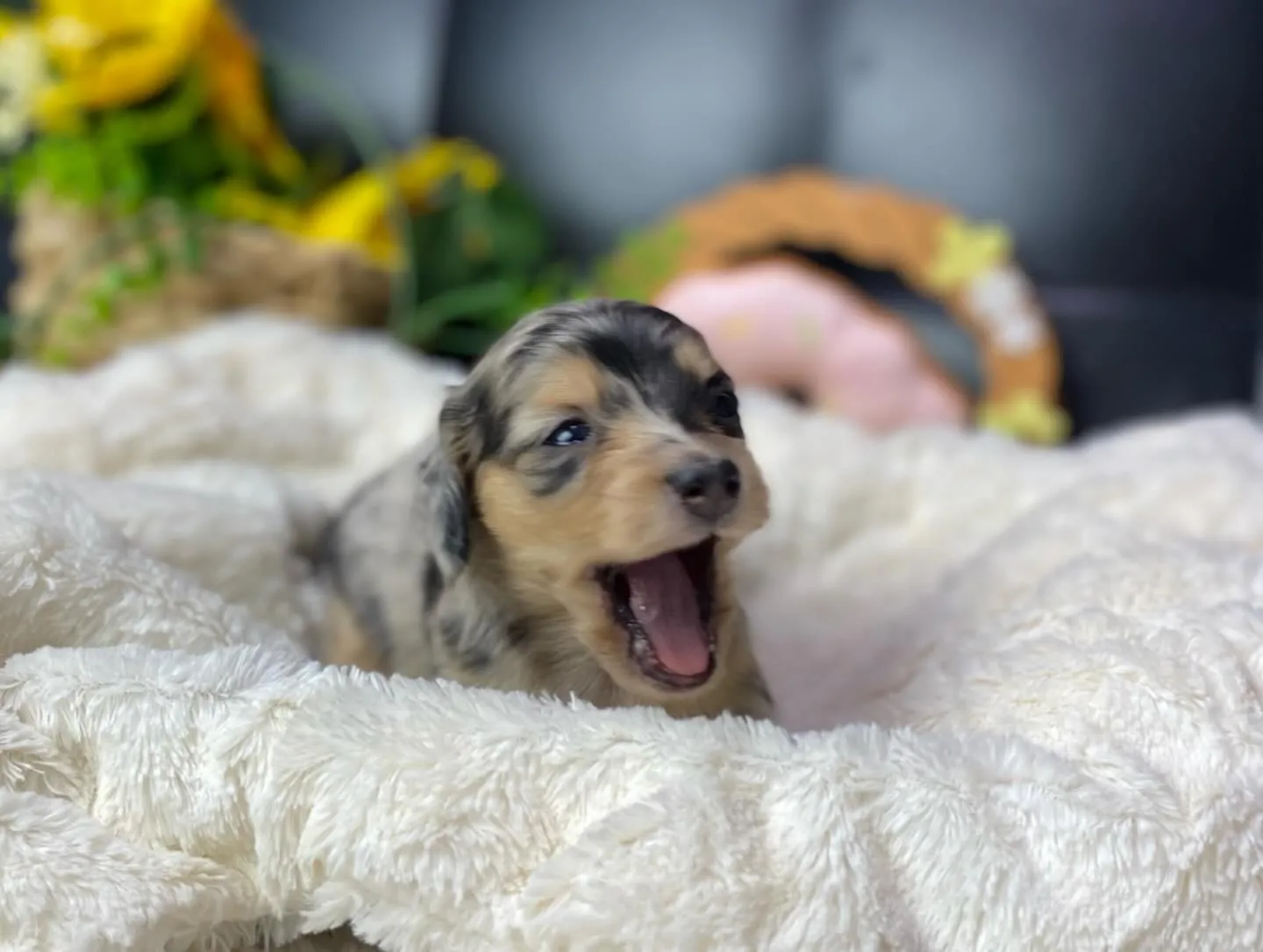 あくび💤&ペロン👅🐾