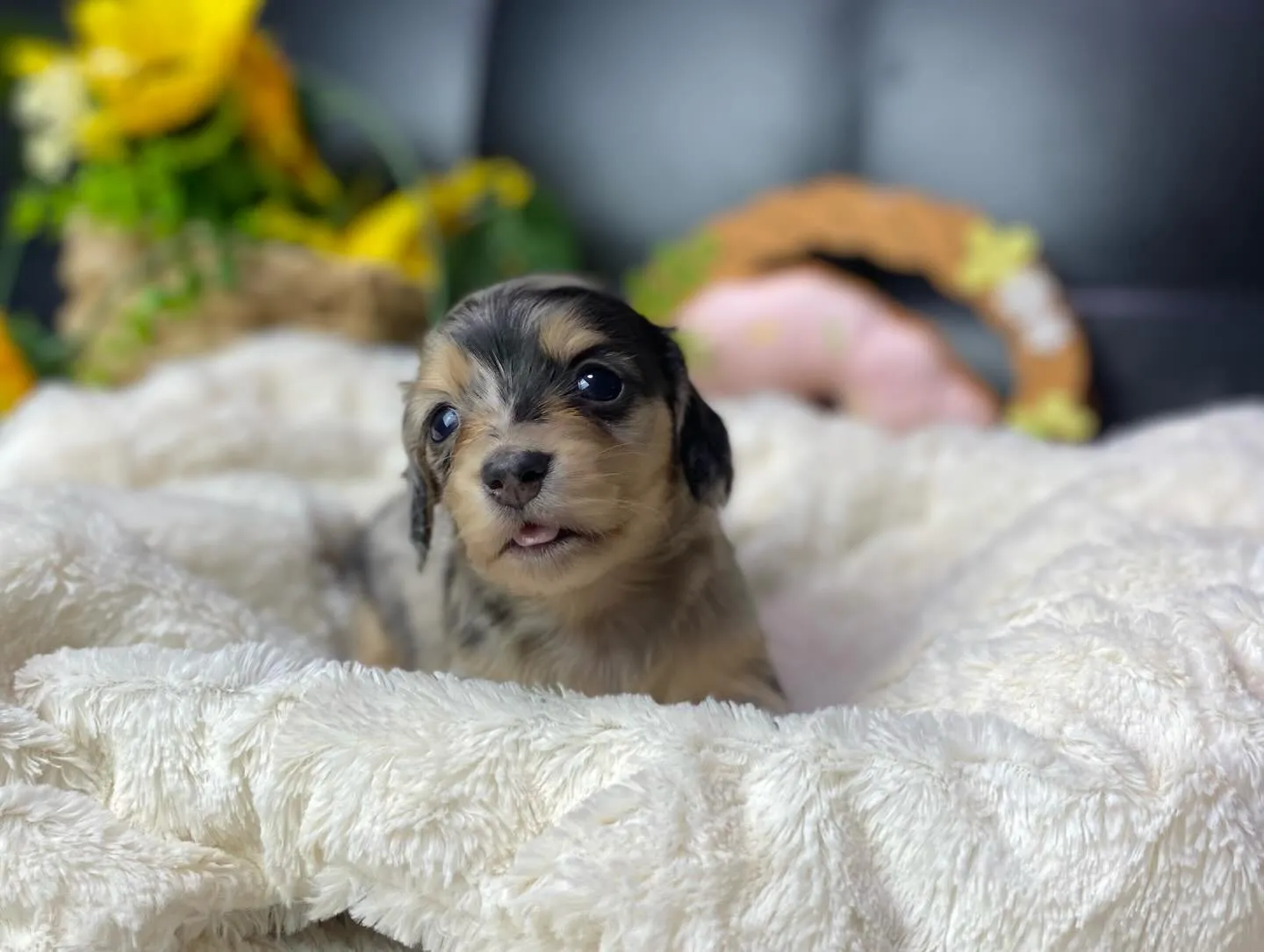 あくび💤&ペロン👅🐾