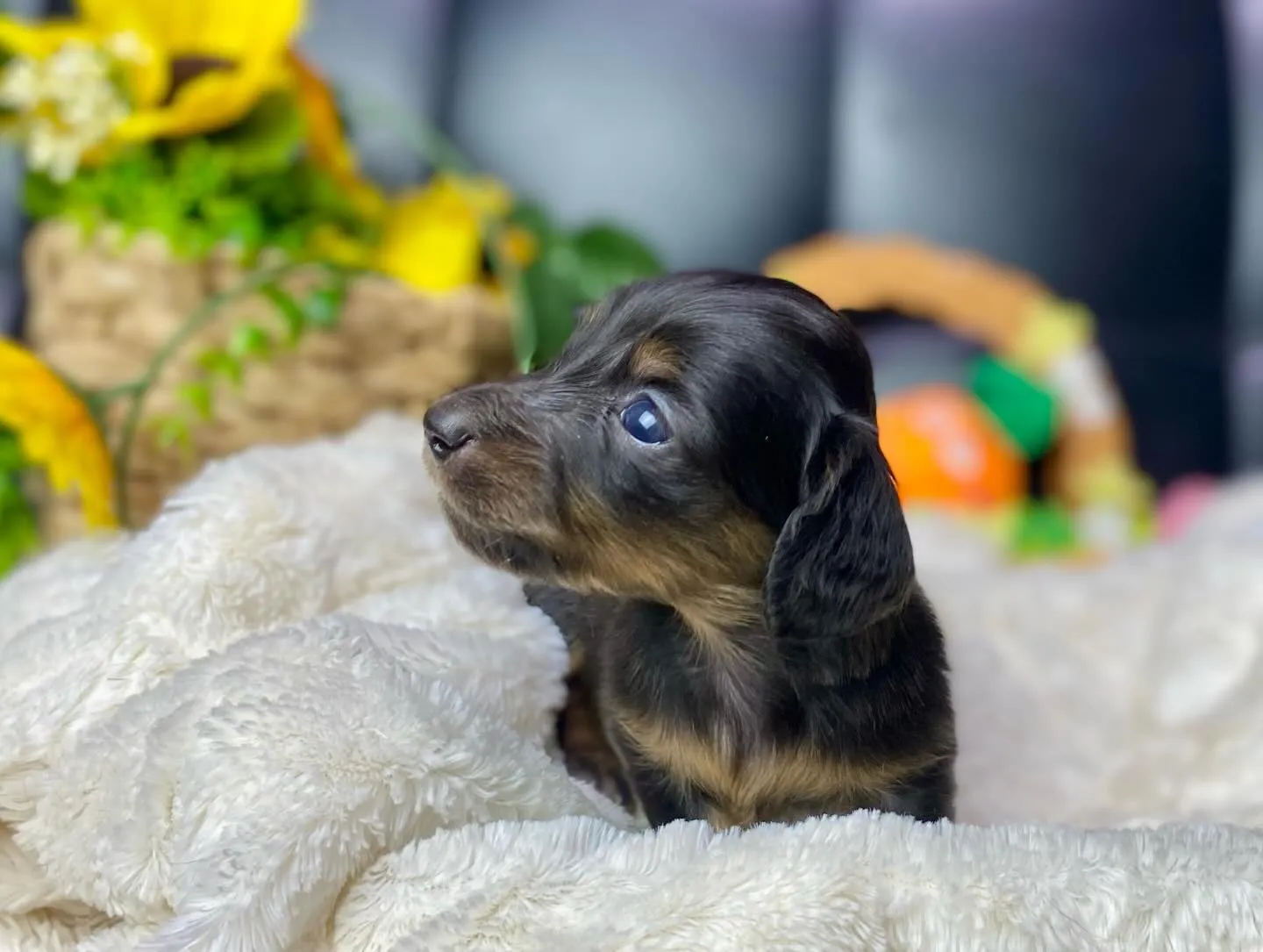 あくび💤&ペロン👅🐾