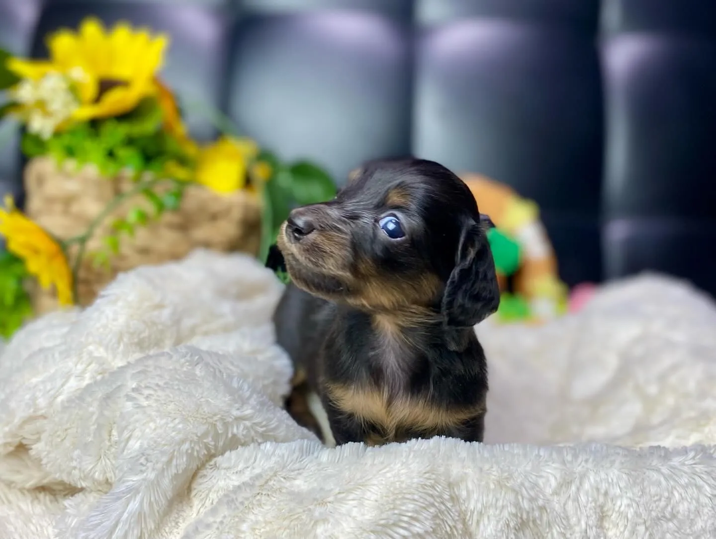 あくび💤&ペロン👅🐾