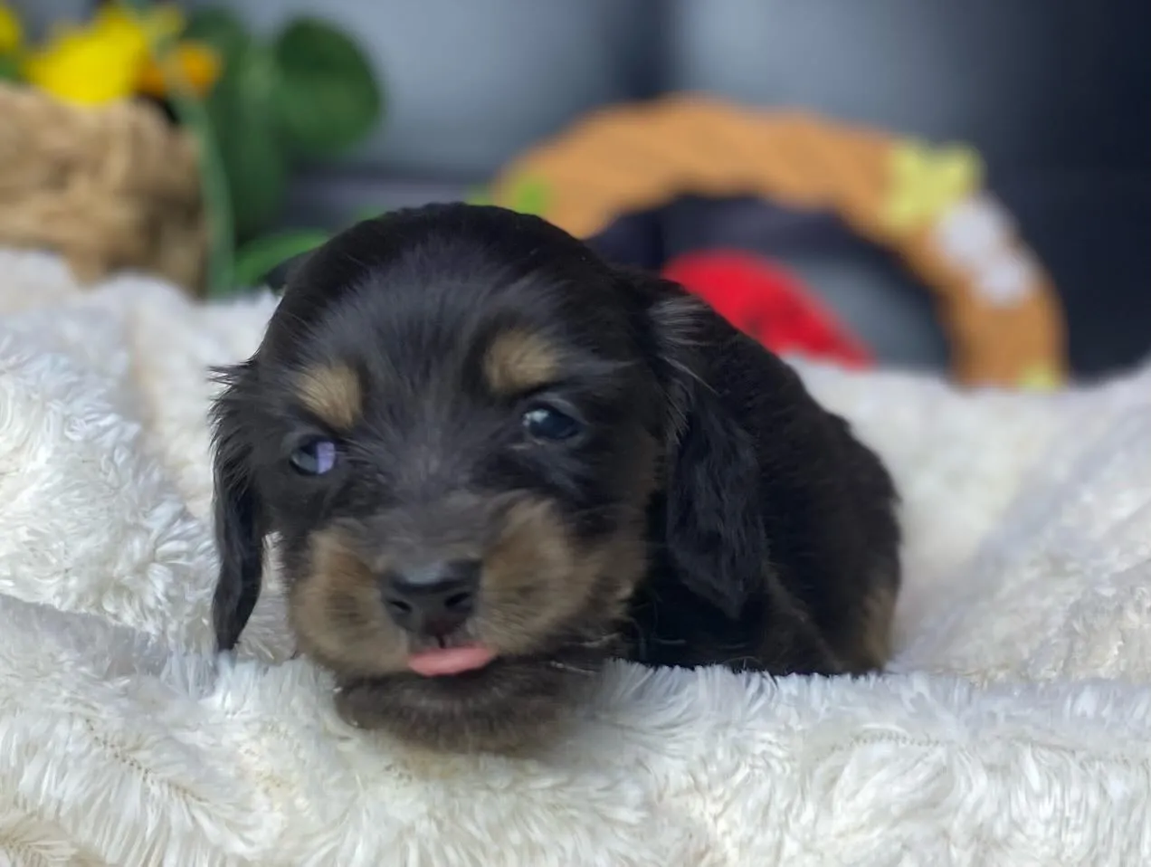 あくび💤&ペロン👅🐾