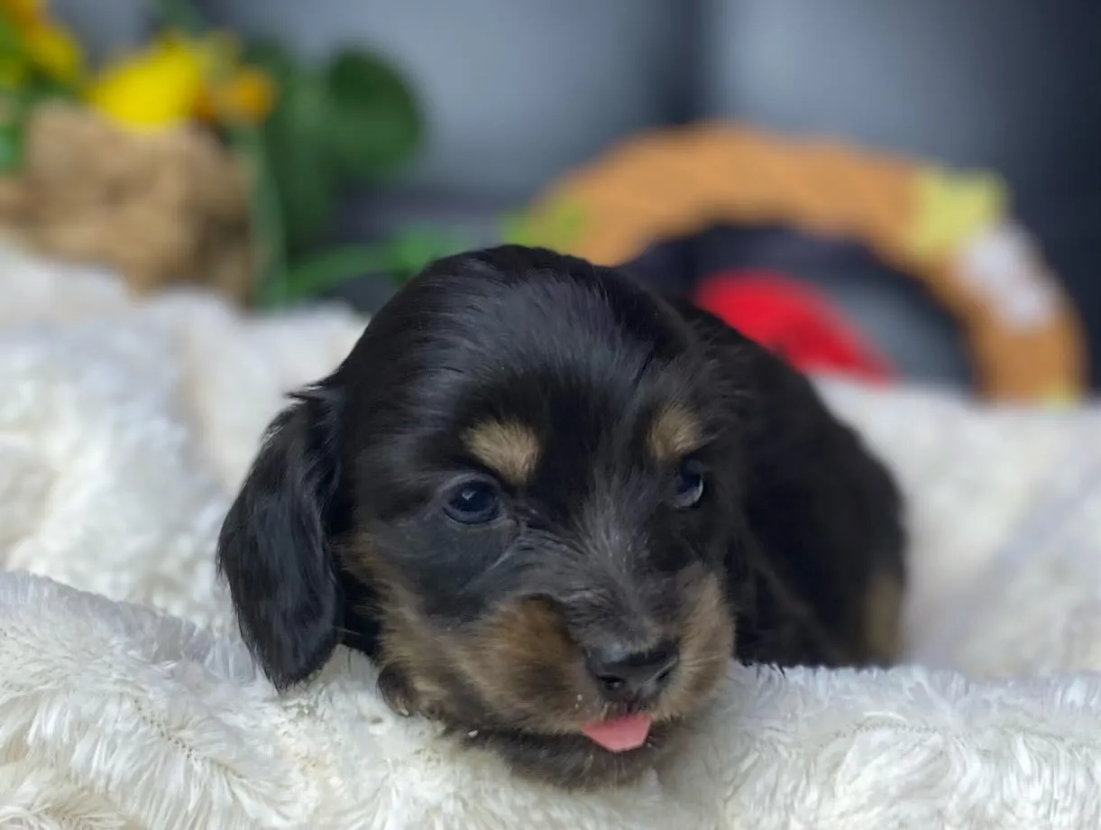 あくび💤&ペロン👅🐾