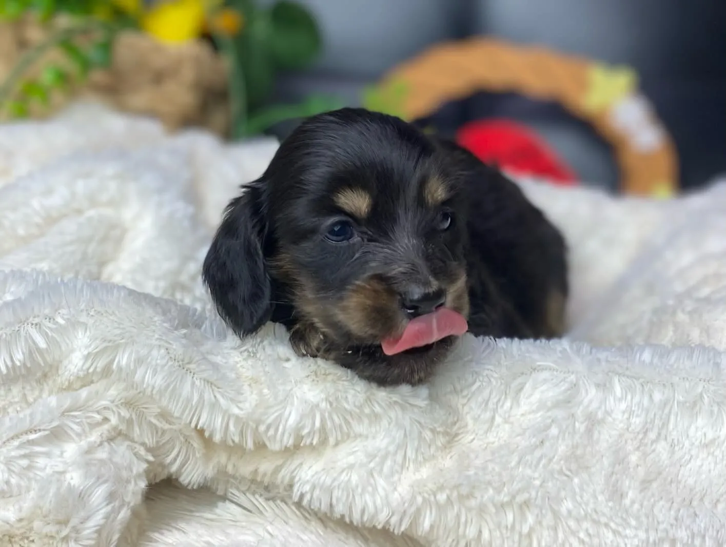 あくび💤&ペロン👅🐾