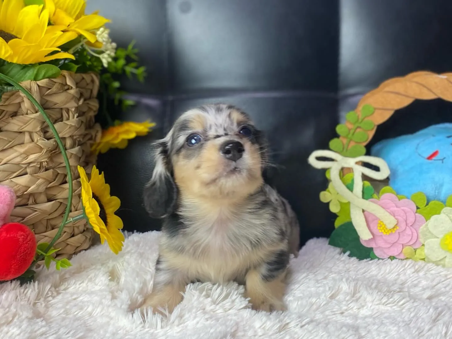 ダップル君、決まりました🐾