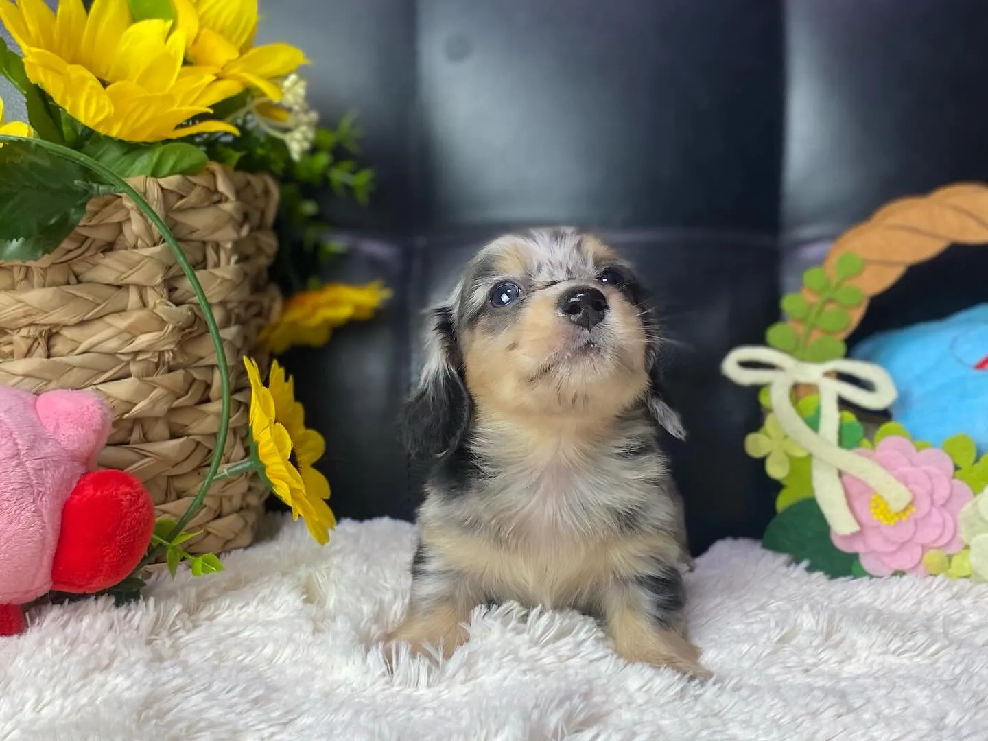 ダップル君、決まりました🐾