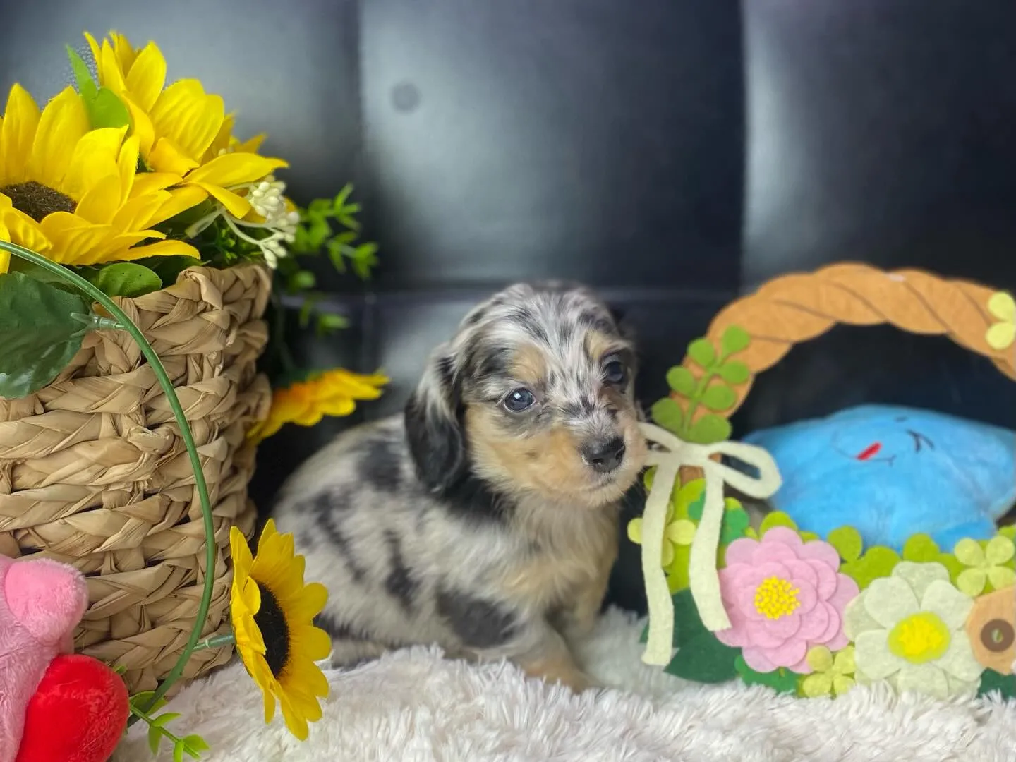 ダップル君、決まりました🐾