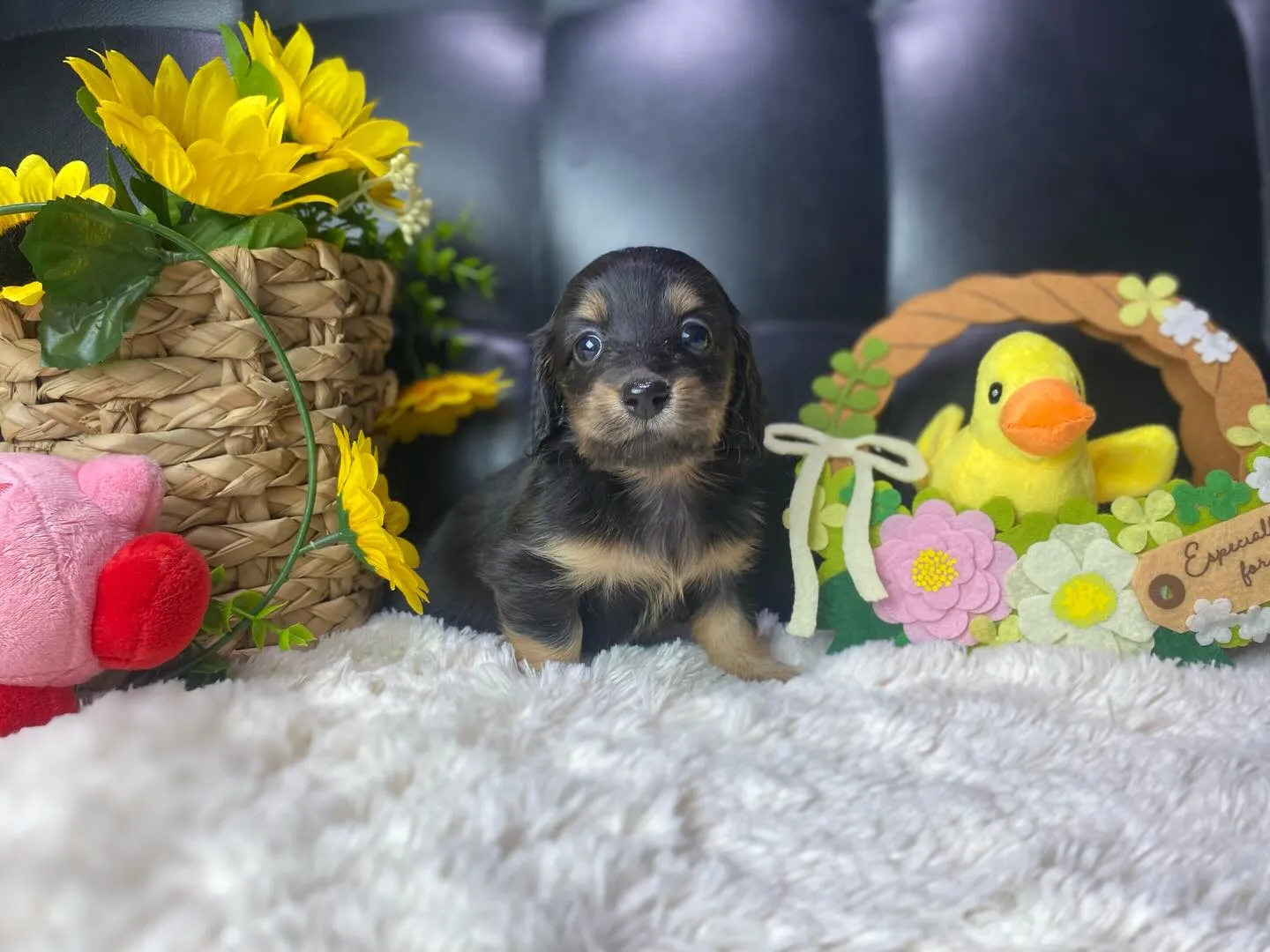 ブラックタン（イエロー）🐣ちゃん、決まりました🐾