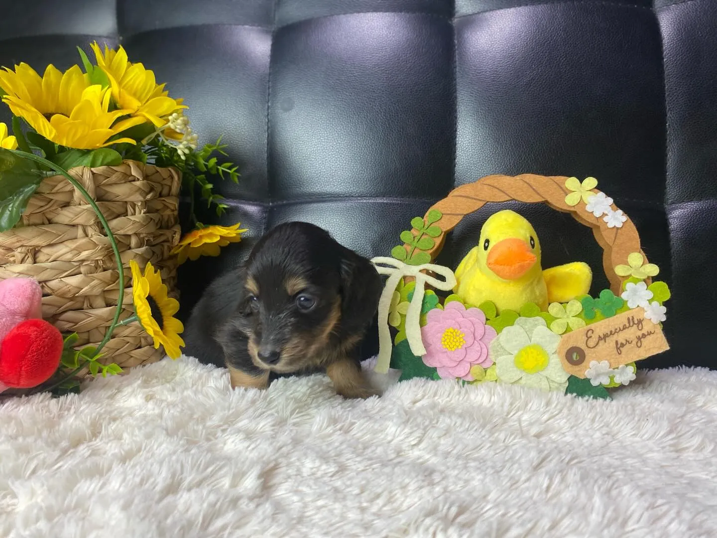 ブラックタン（イエロー）🐣ちゃん、決まりました🐾