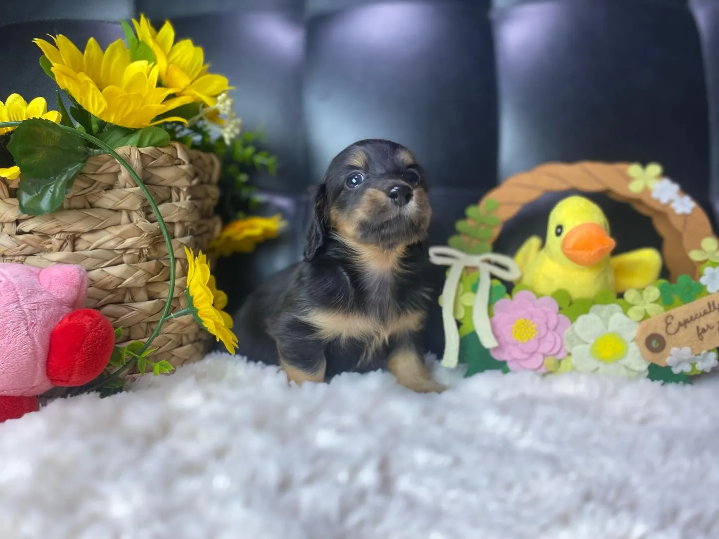 ブラックタン（イエロー）🐣ちゃん、決まりました🐾