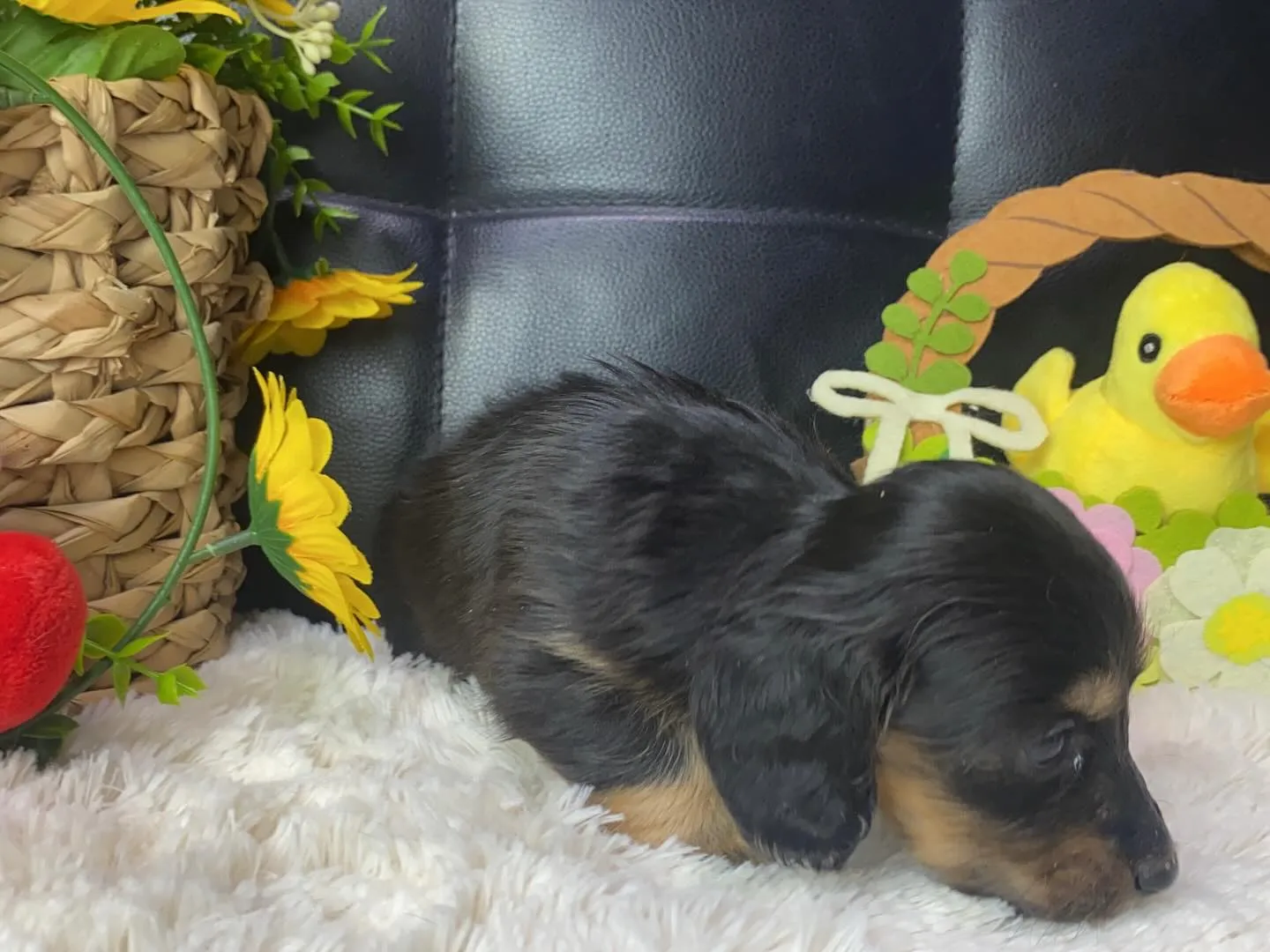 ブラックタン（イエロー）🐣ちゃん、決まりました🐾