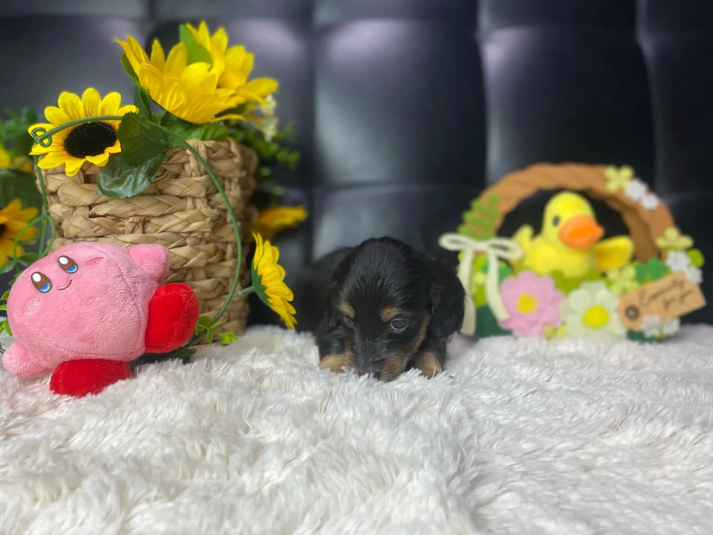 ブラックタン（イエロー）🐣ちゃん、決まりました🐾