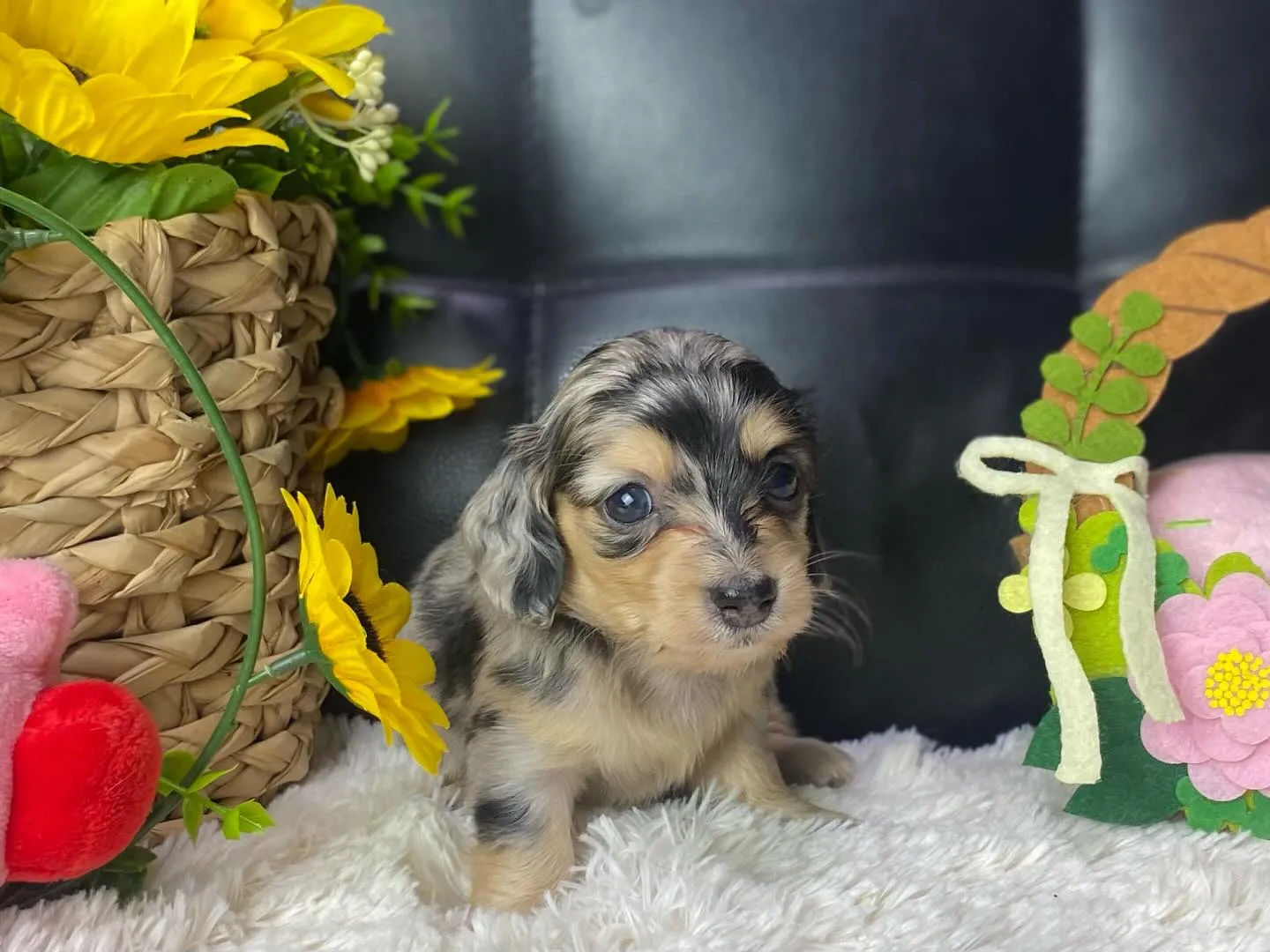 ダップルちゃん、決まりました🐾