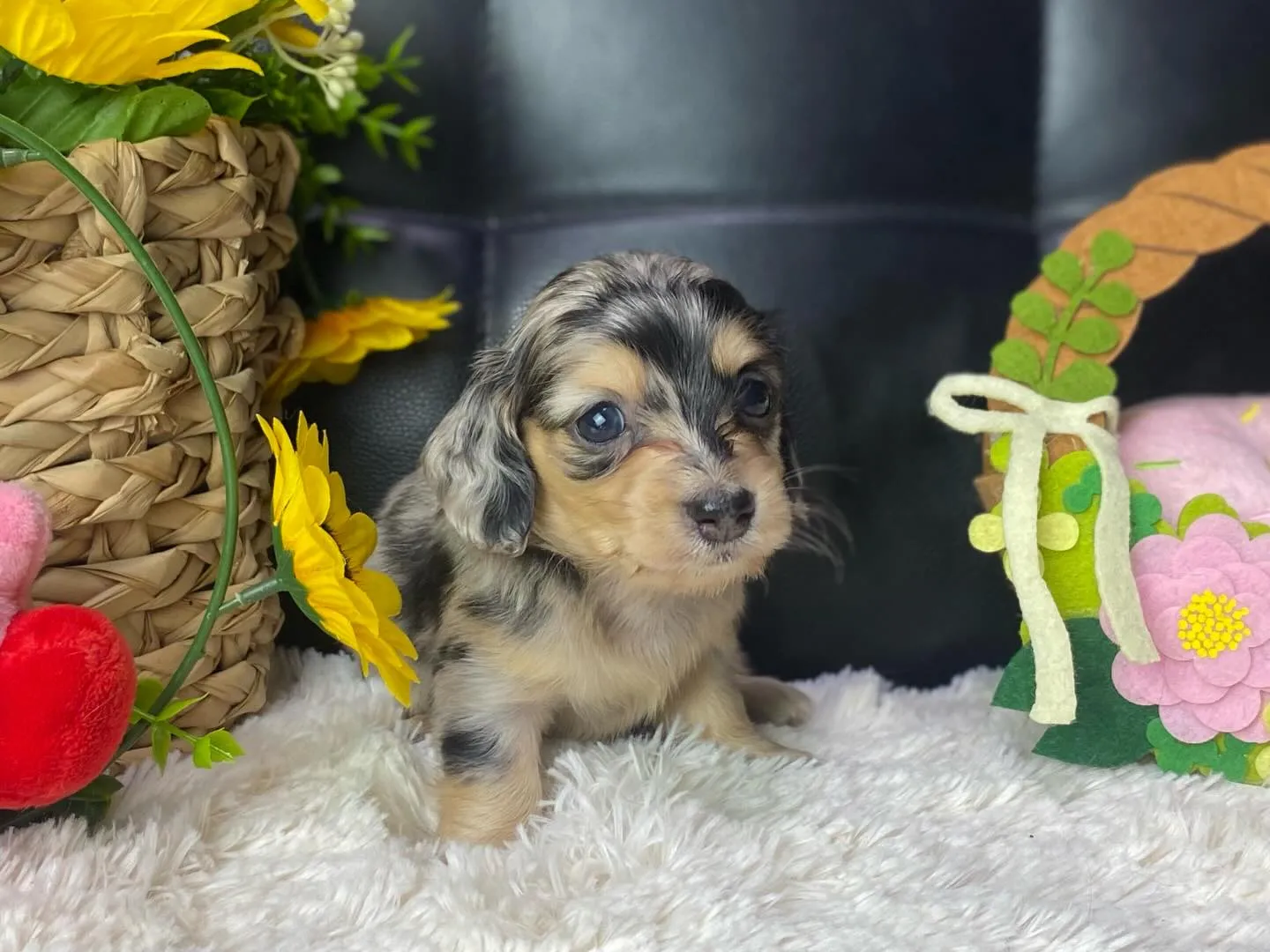 ダップルちゃん、決まりました🐾