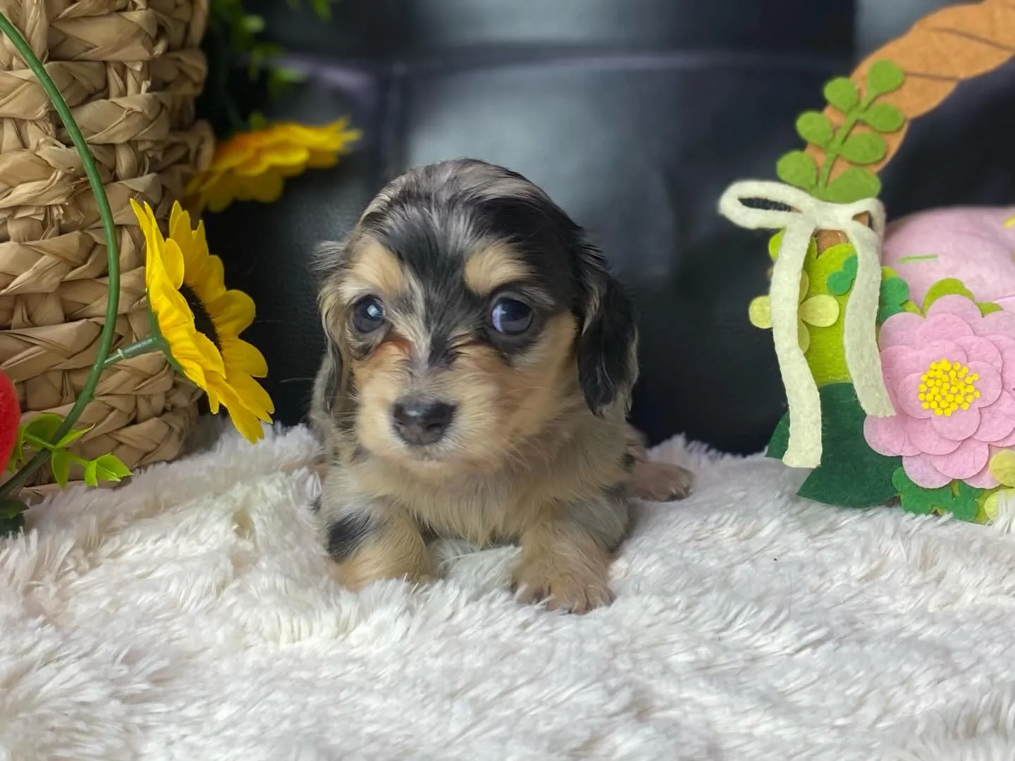 ダップルちゃん、決まりました🐾