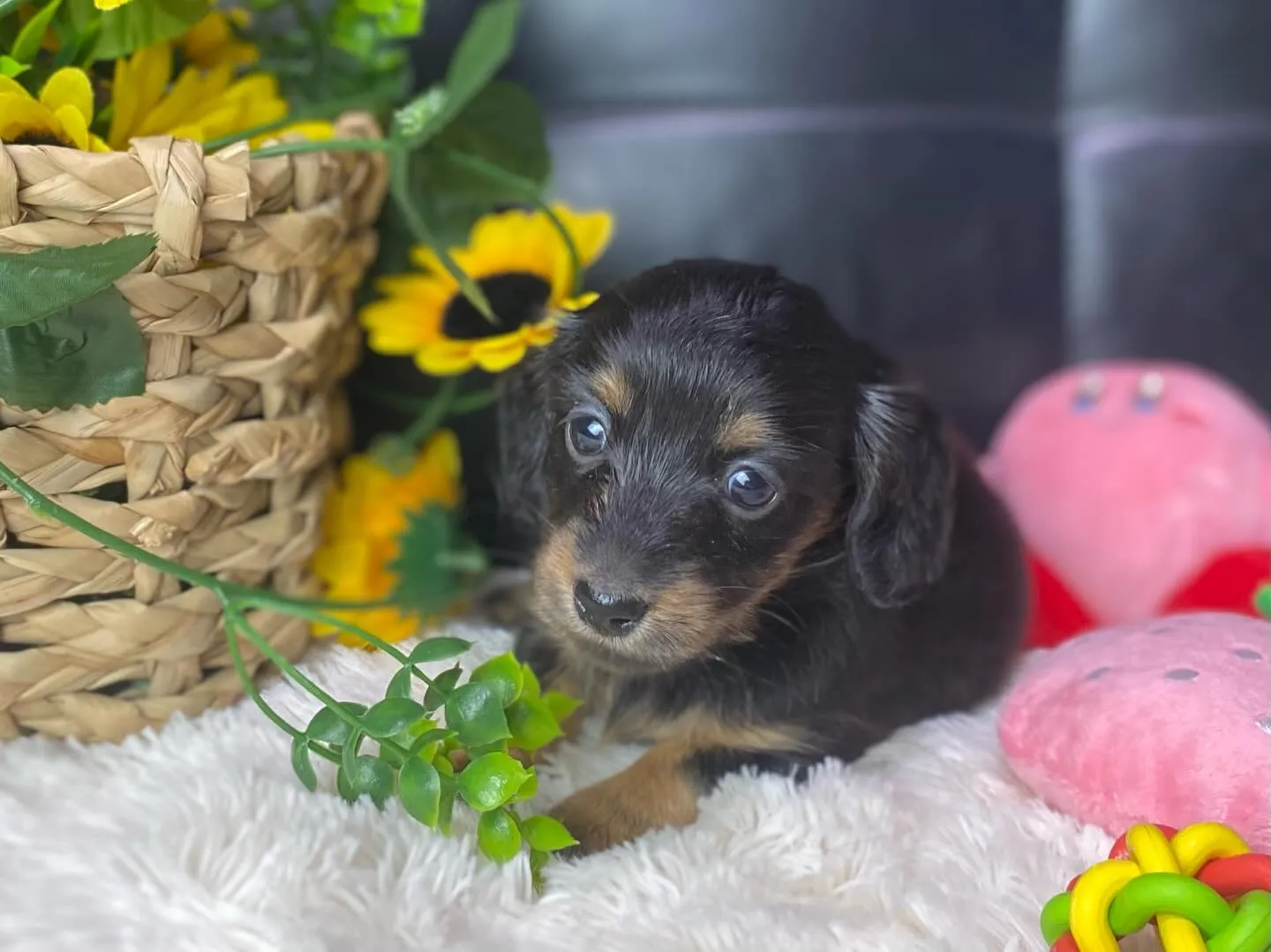 ブラックタン（イエロー）女の子