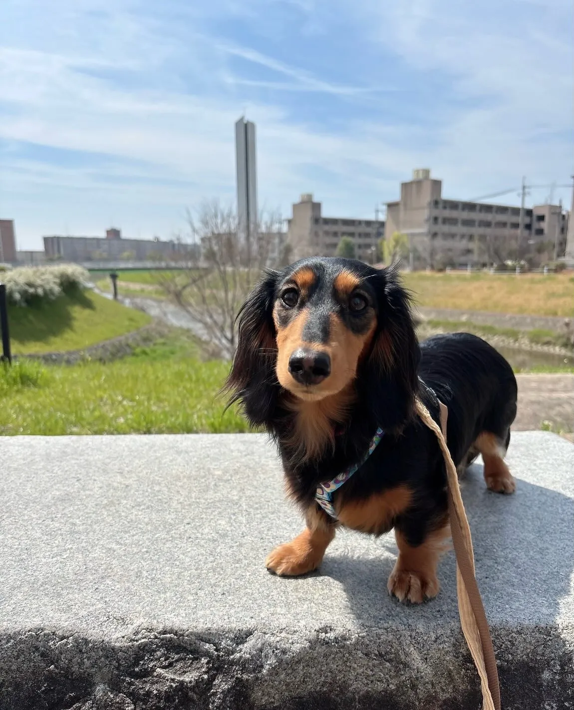 うなちゃん＆ピノちゃん＆クール君🐾