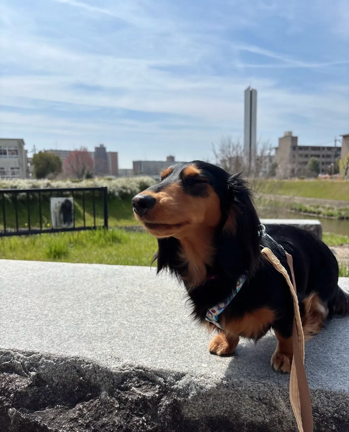 うなちゃん＆ピノちゃん＆クール君🐾