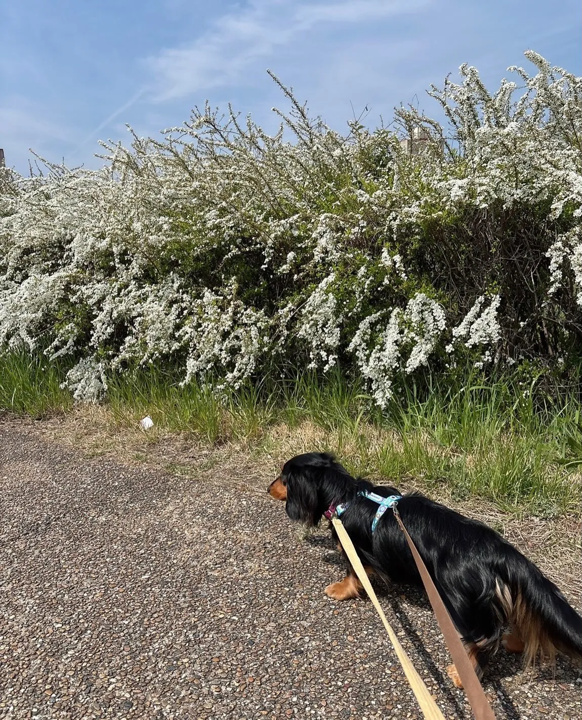 うなちゃん＆ピノちゃん＆クール君🐾