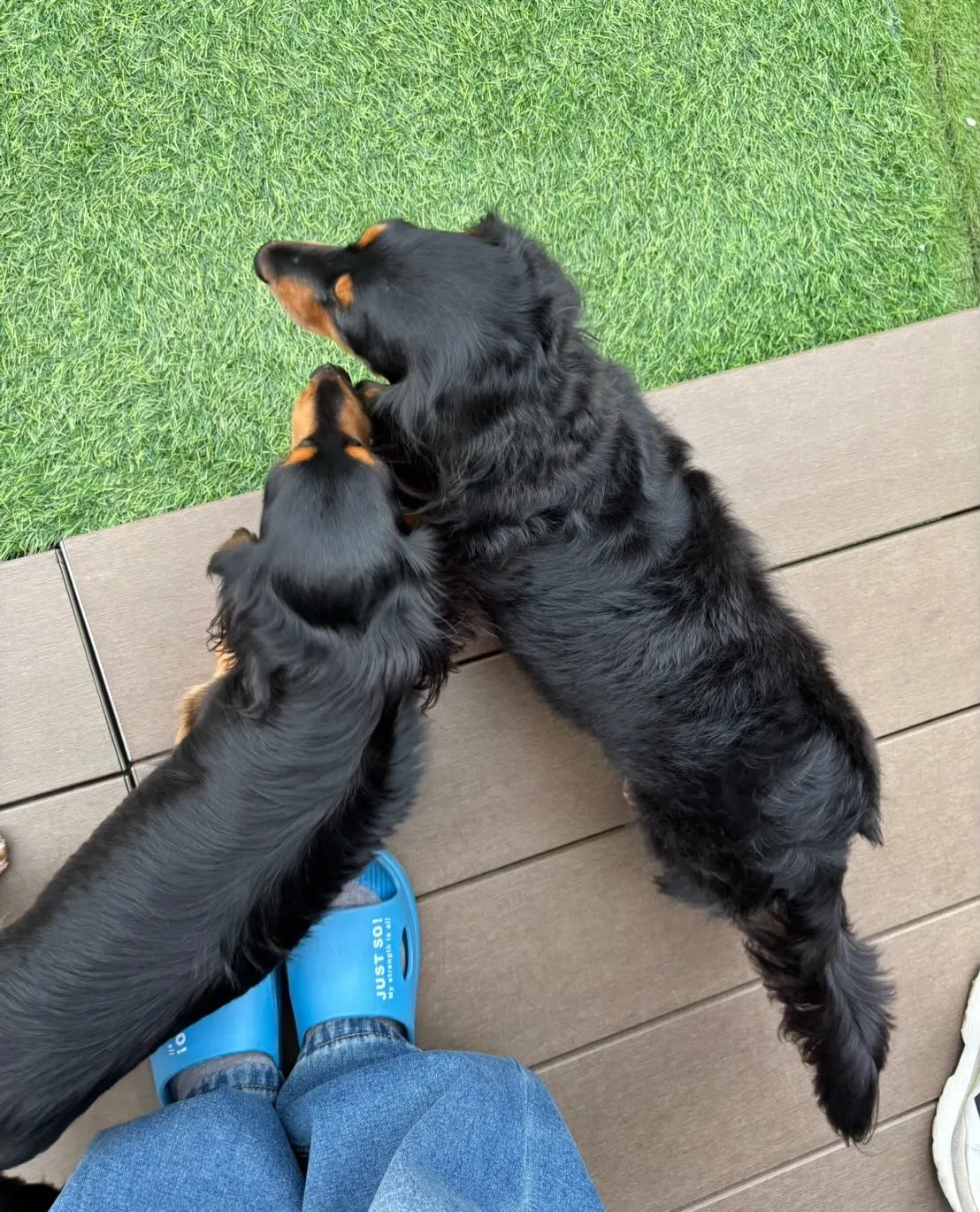 うなちゃん＆ピノちゃん＆クール君🐾