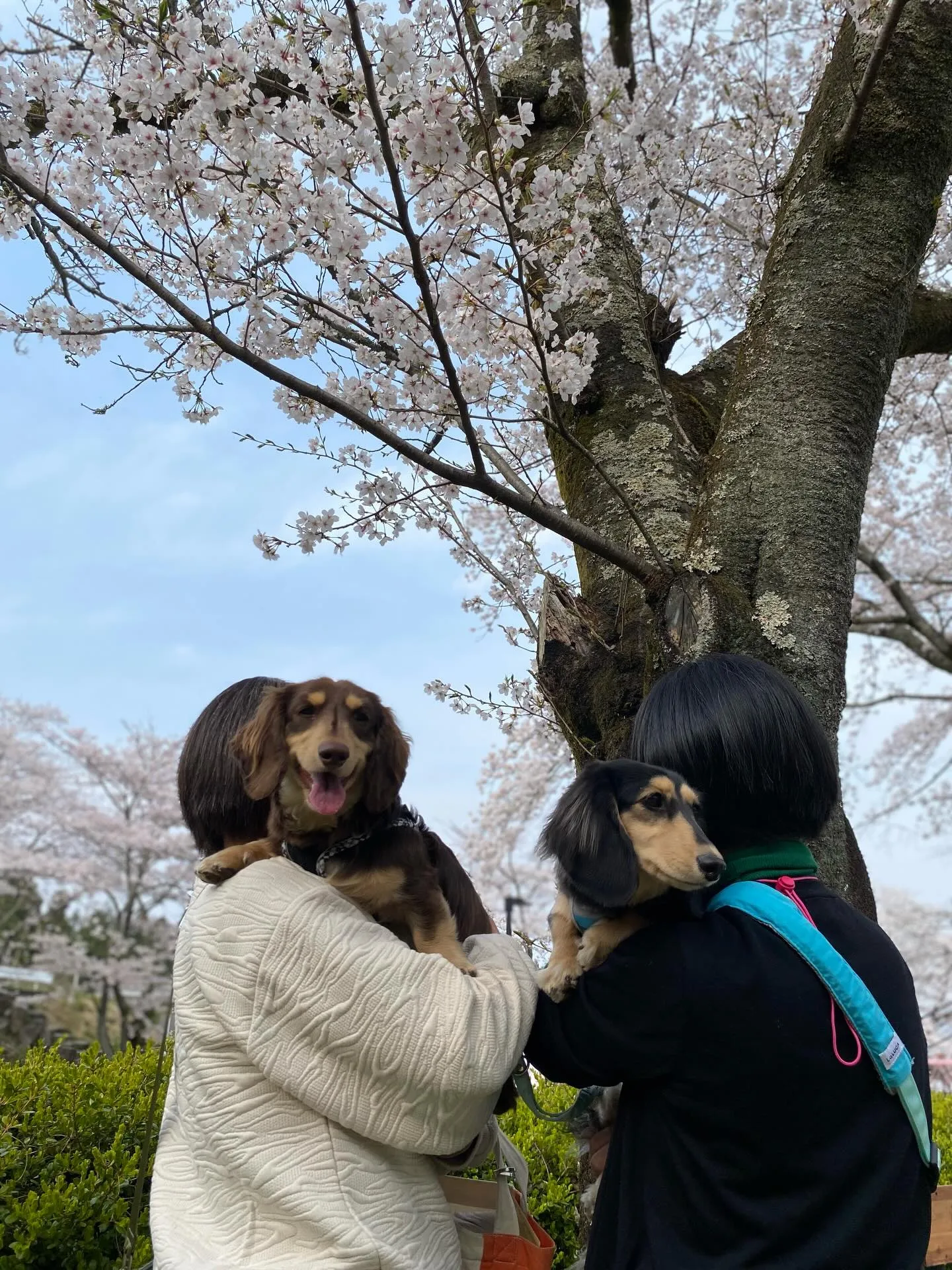 兄マロン君&妹ナノちゃん🐾