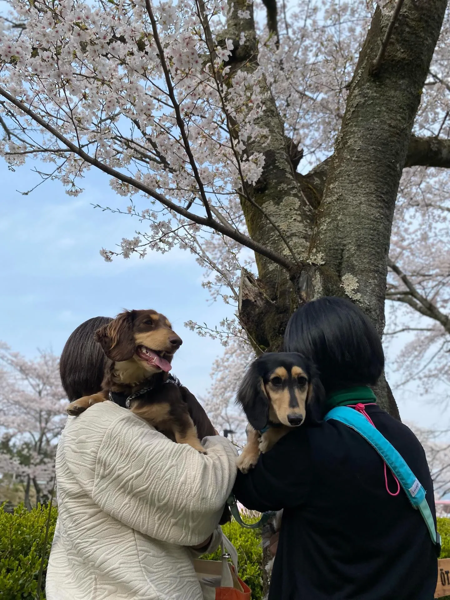 兄マロン君&妹ナノちゃん🐾