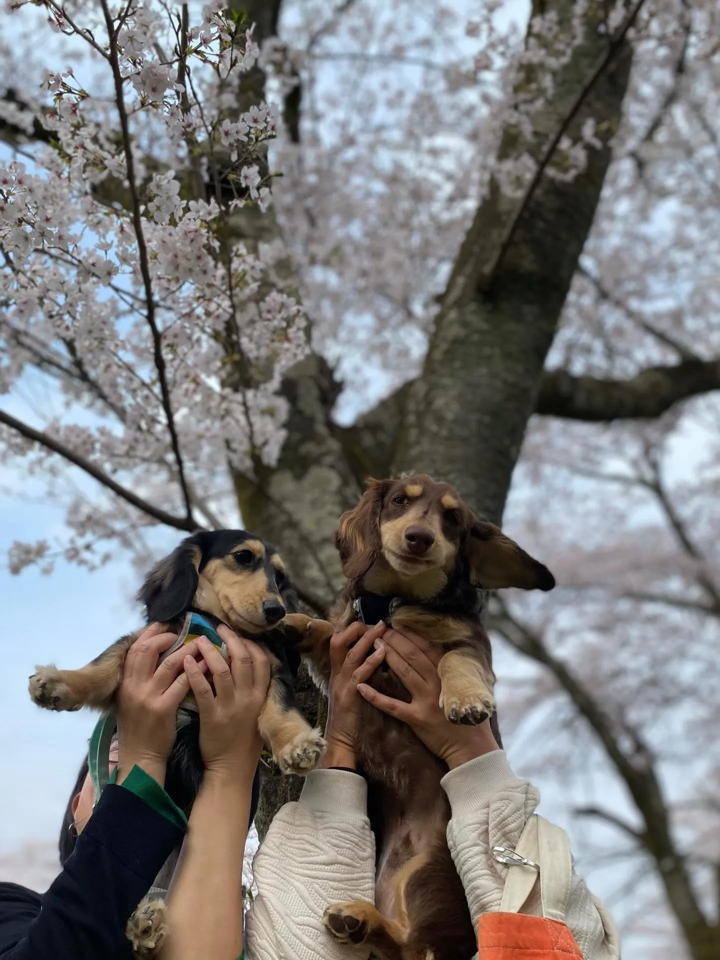 兄マロン君&妹ナノちゃん🐾