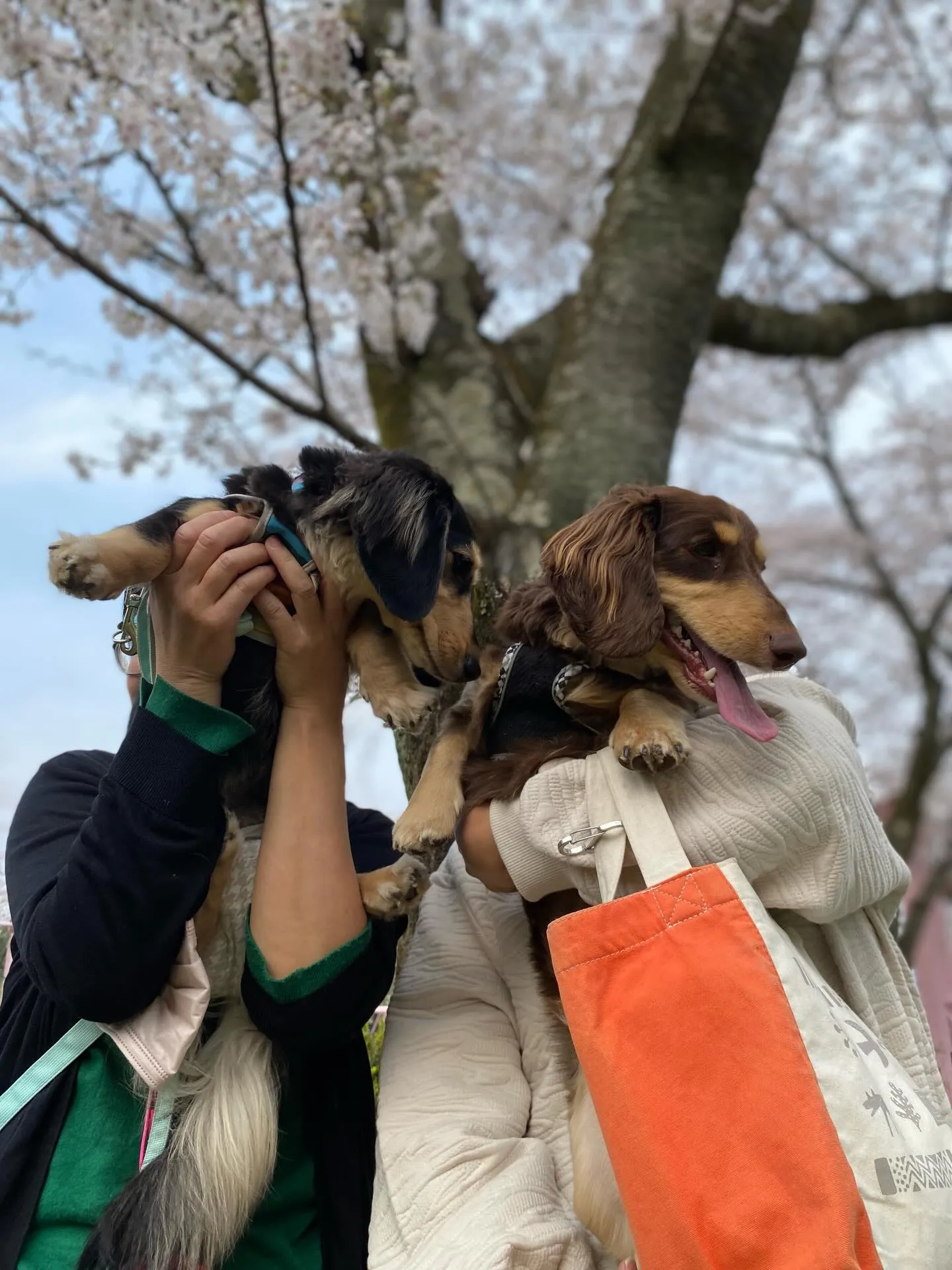 兄マロン君&妹ナノちゃん🐾