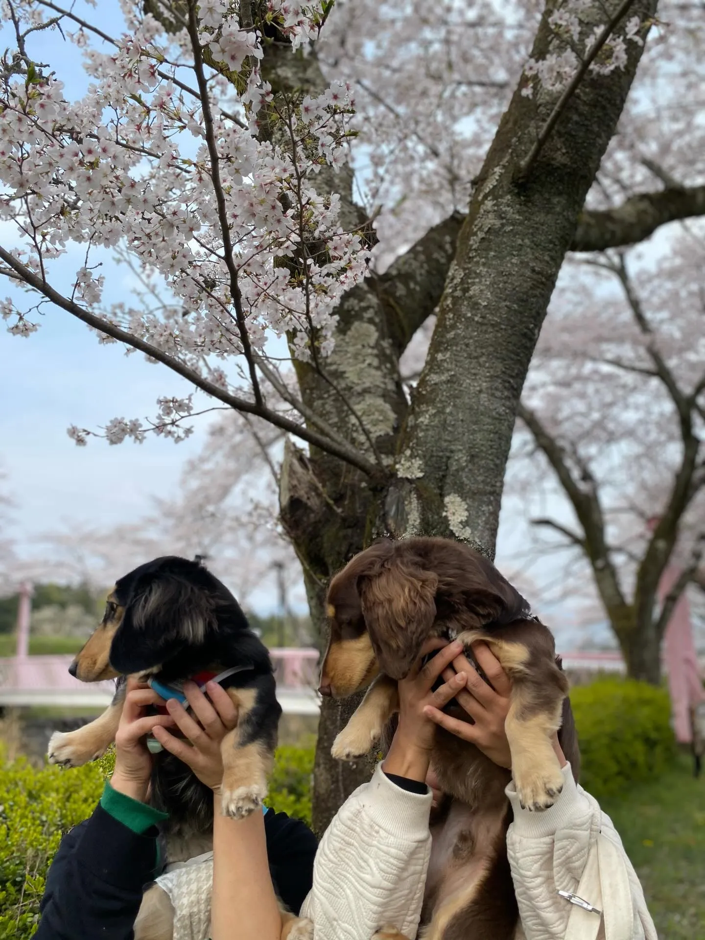 兄マロン君&妹ナノちゃん🐾