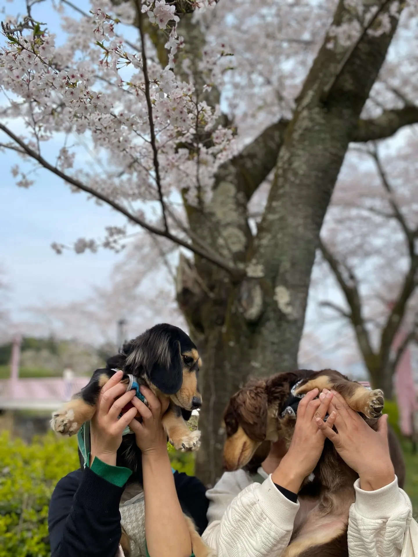 兄マロン君&妹ナノちゃん🐾