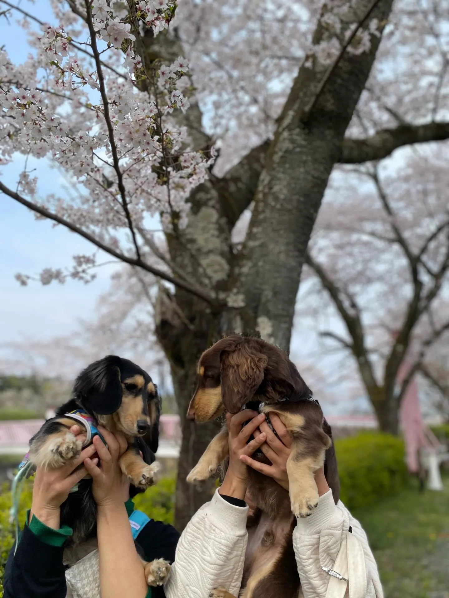 兄マロン君&妹ナノちゃん🐾