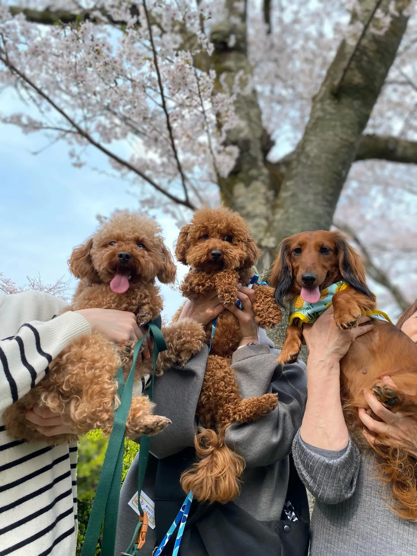 ダール君＆ココア君&えごま🐾