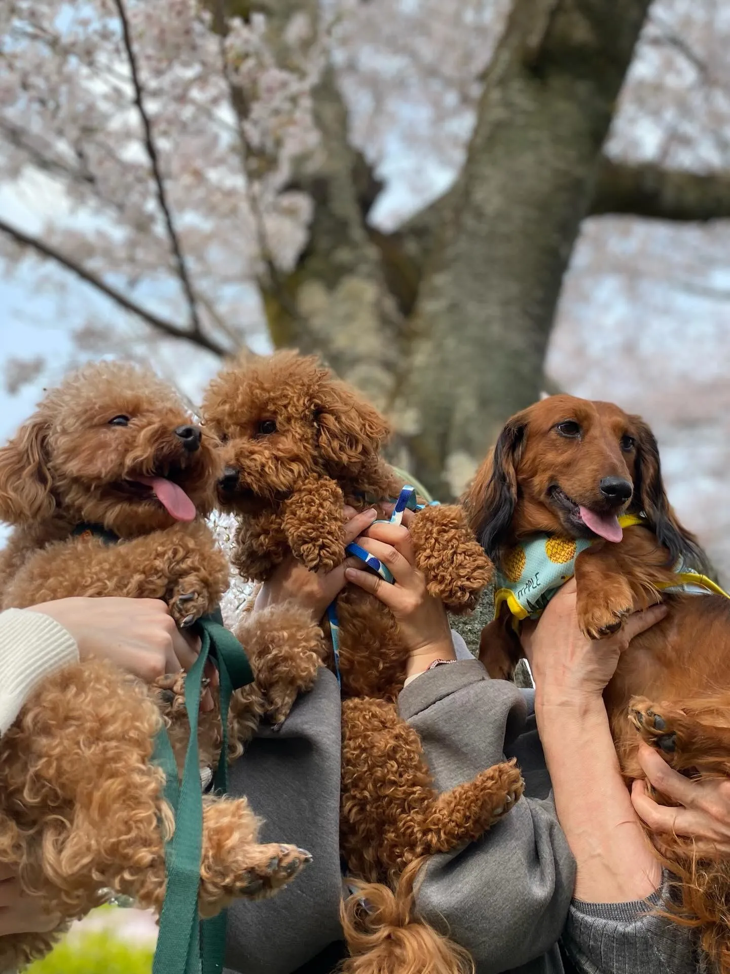 ダール君＆ココア君&えごま🐾