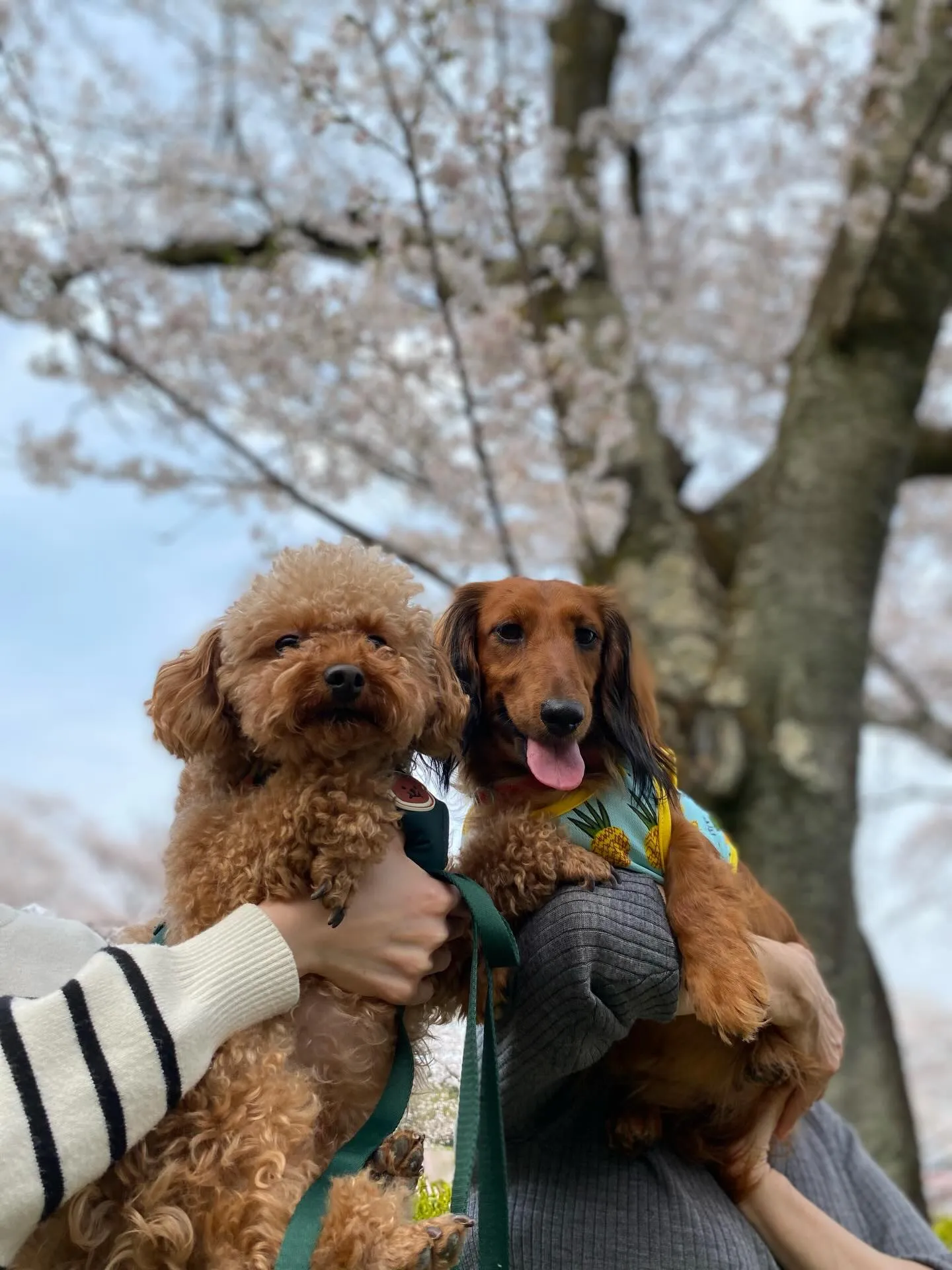 ダール君＆えごま🐾