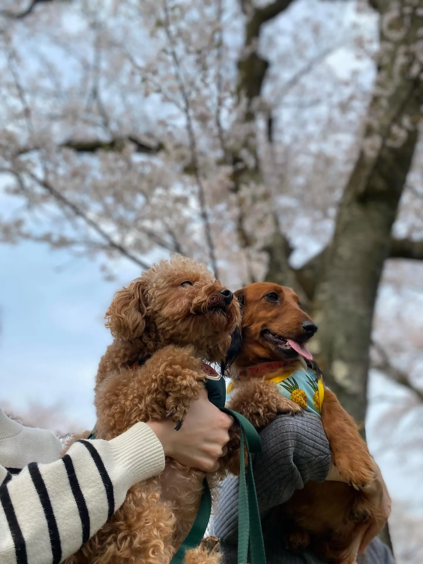 ダール君＆えごま🐾