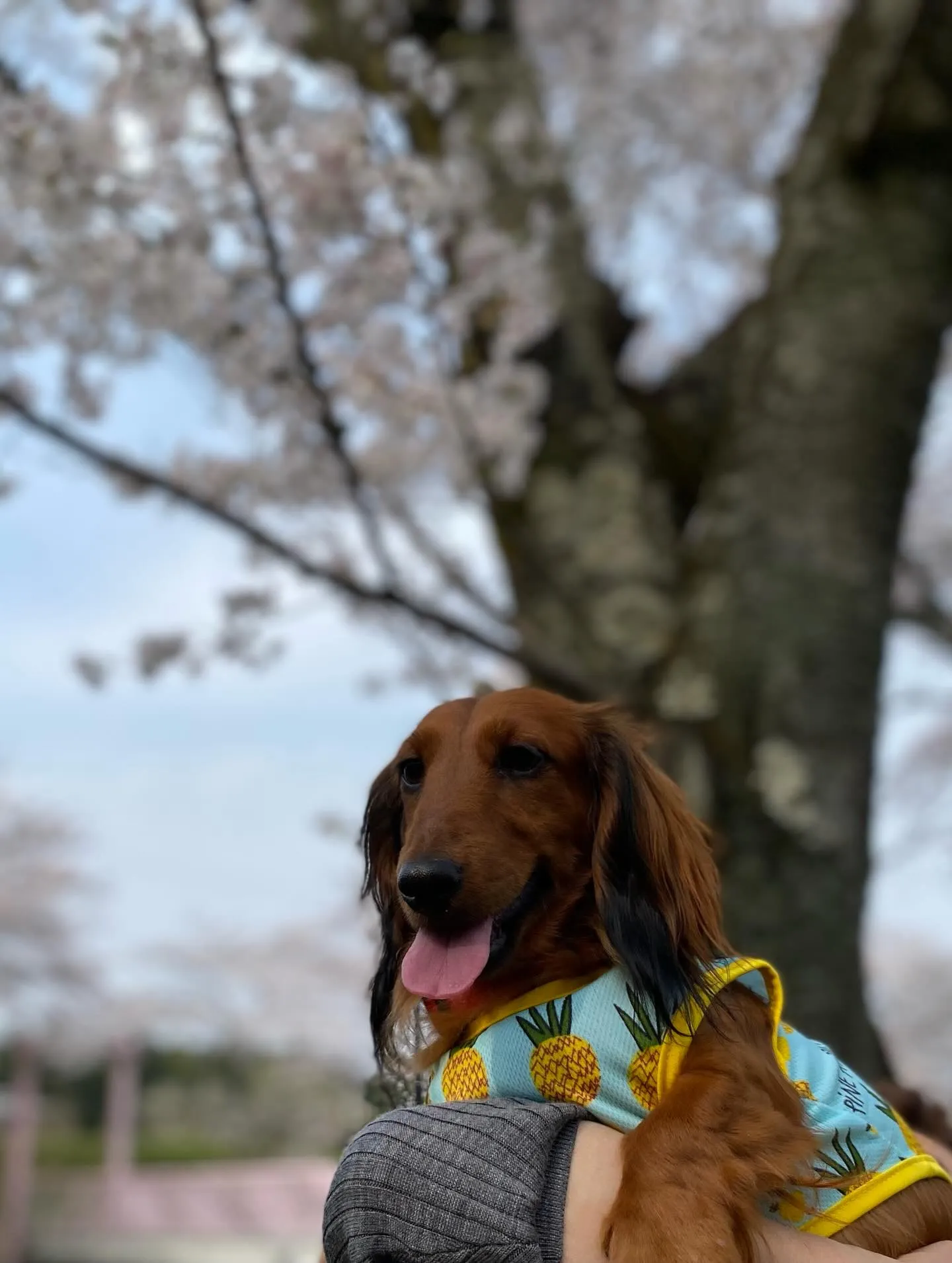ダール君＆えごま🐾