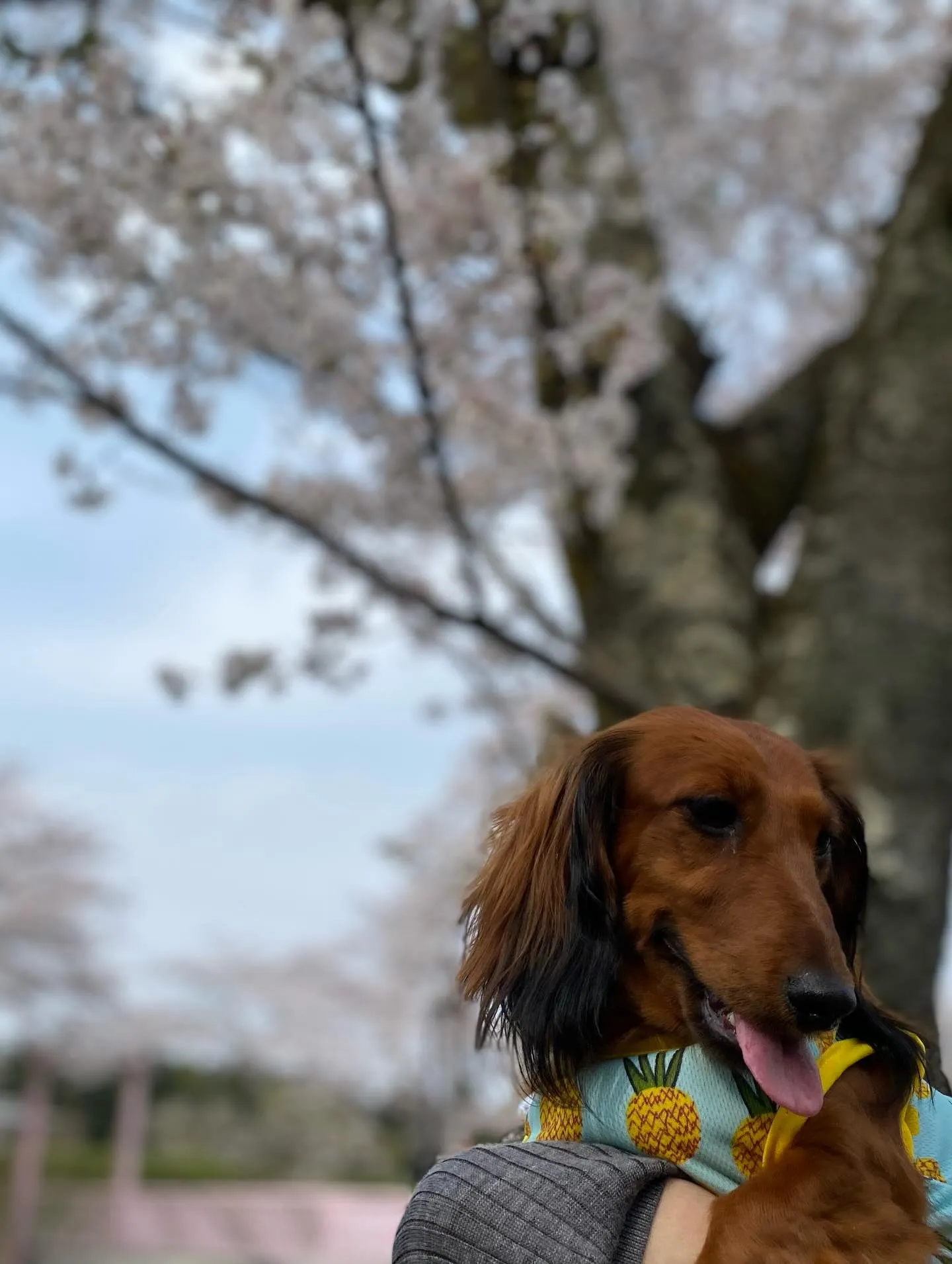 ダール君＆えごま🐾