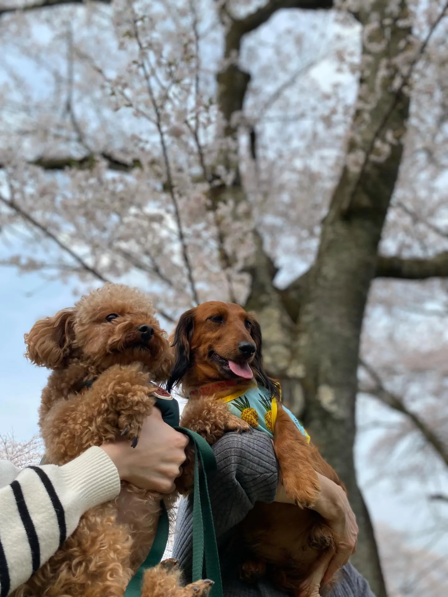 ダール君＆えごま🐾