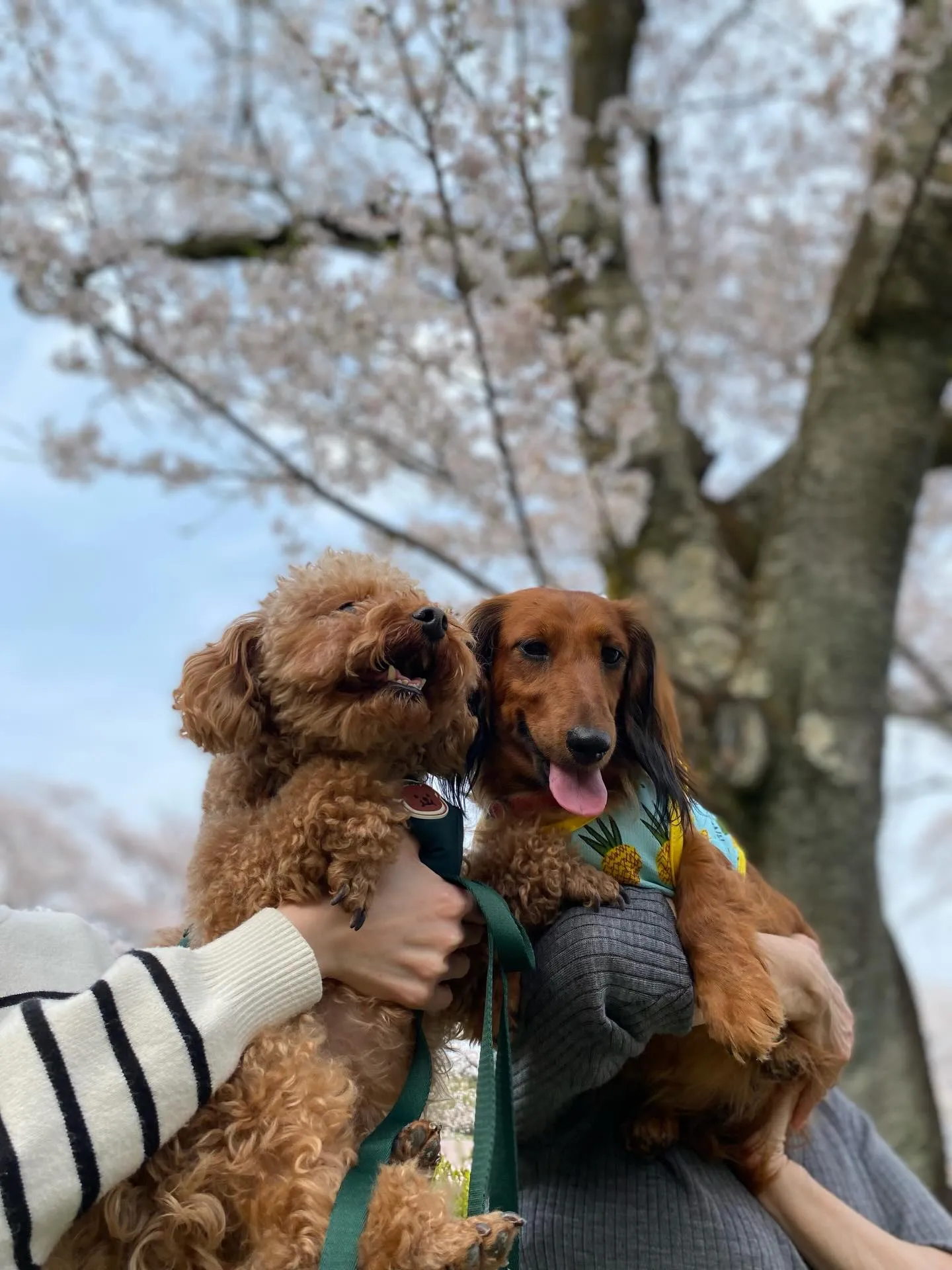 ダール君＆えごま🐾