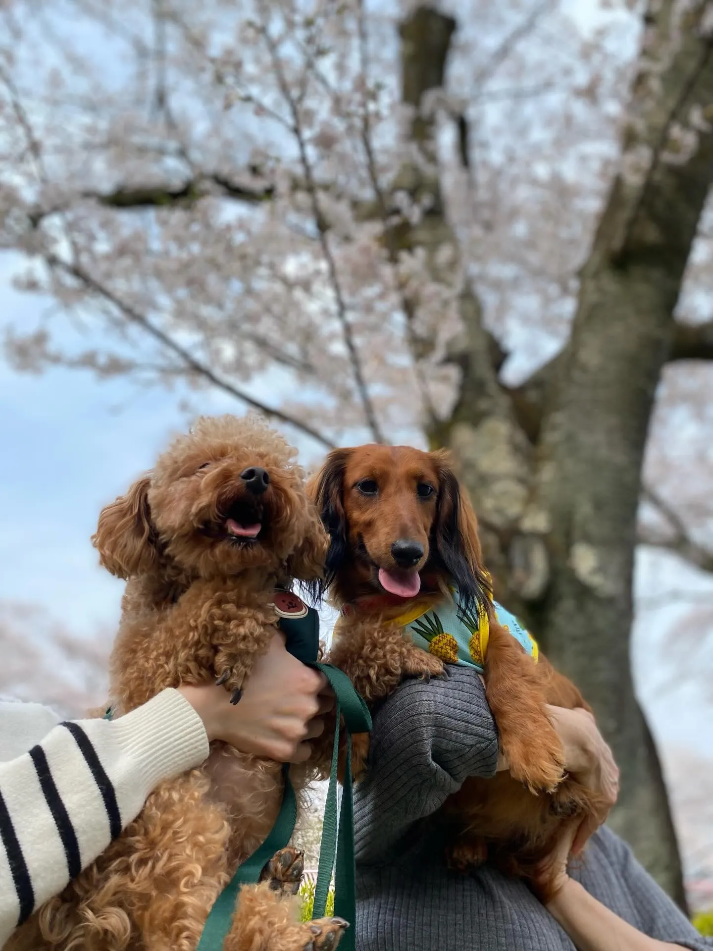 ダール君＆えごま🐾