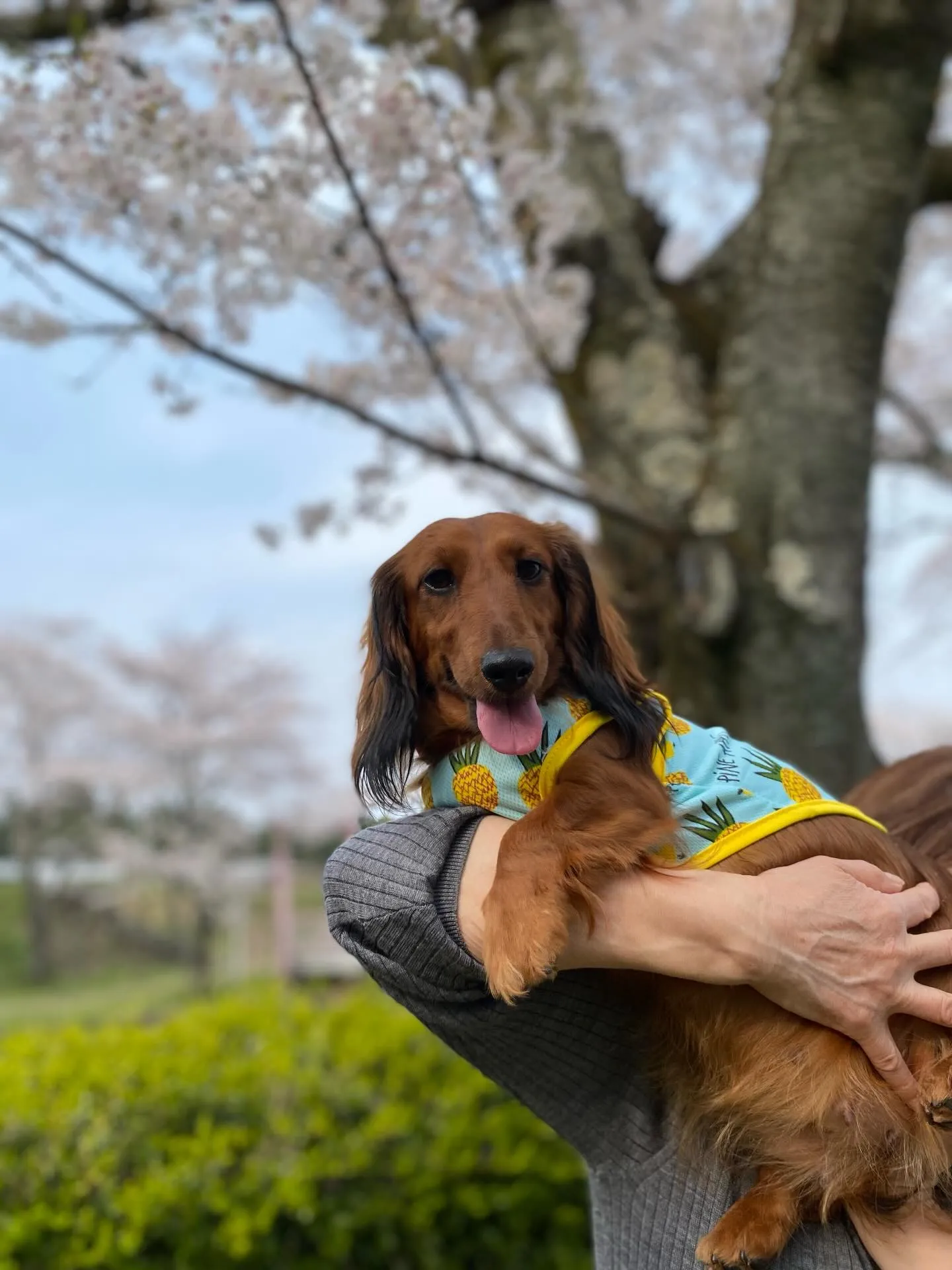 ダール君＆えごま🐾