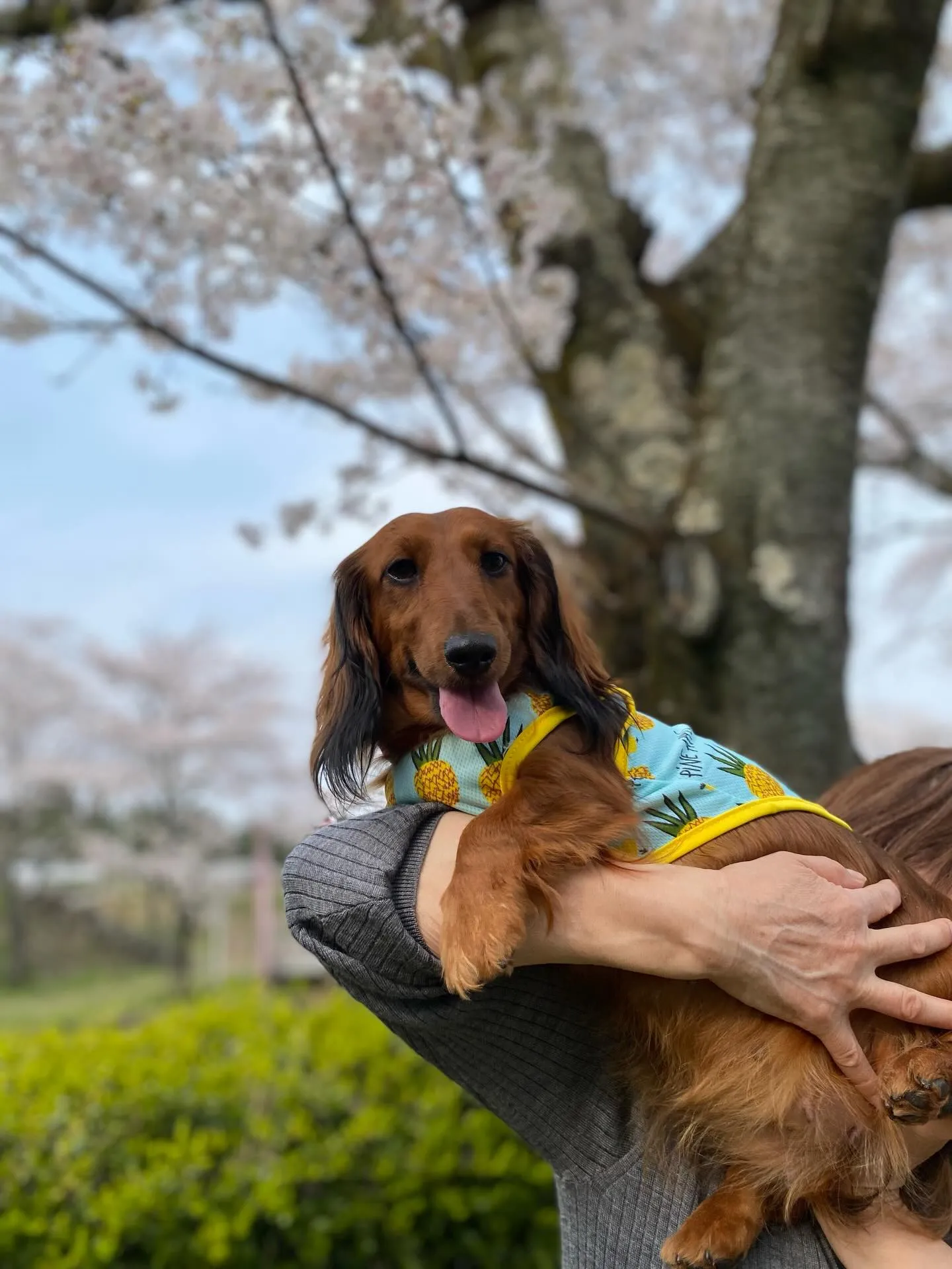 ダール君＆えごま🐾