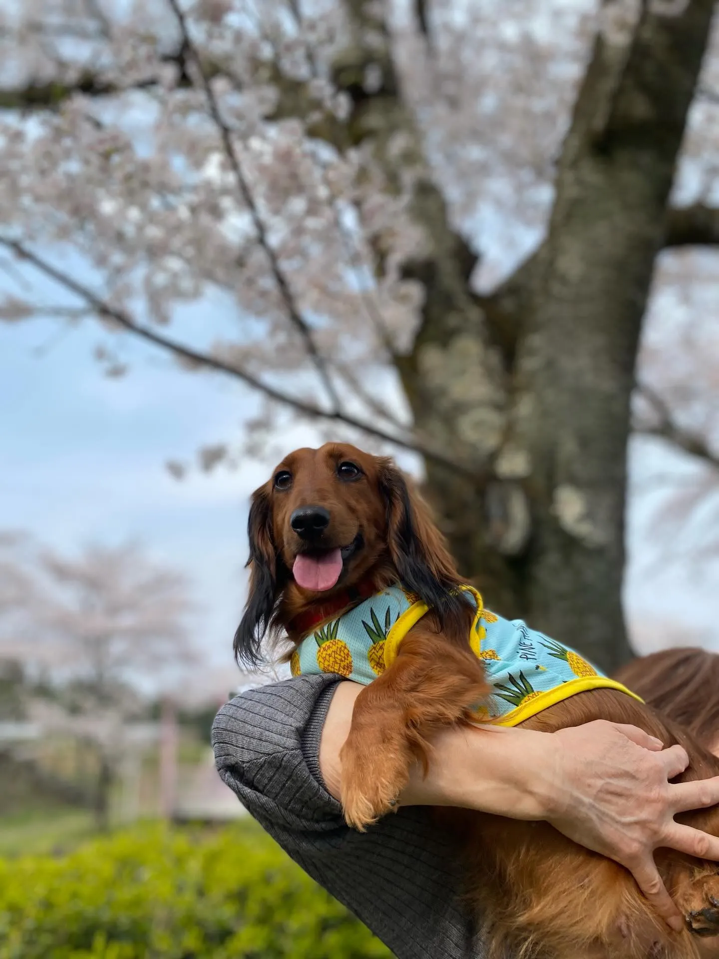 ダール君＆えごま🐾