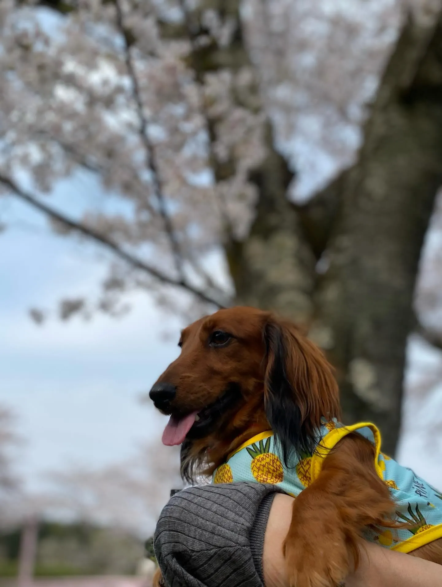 ダール君＆えごま🐾