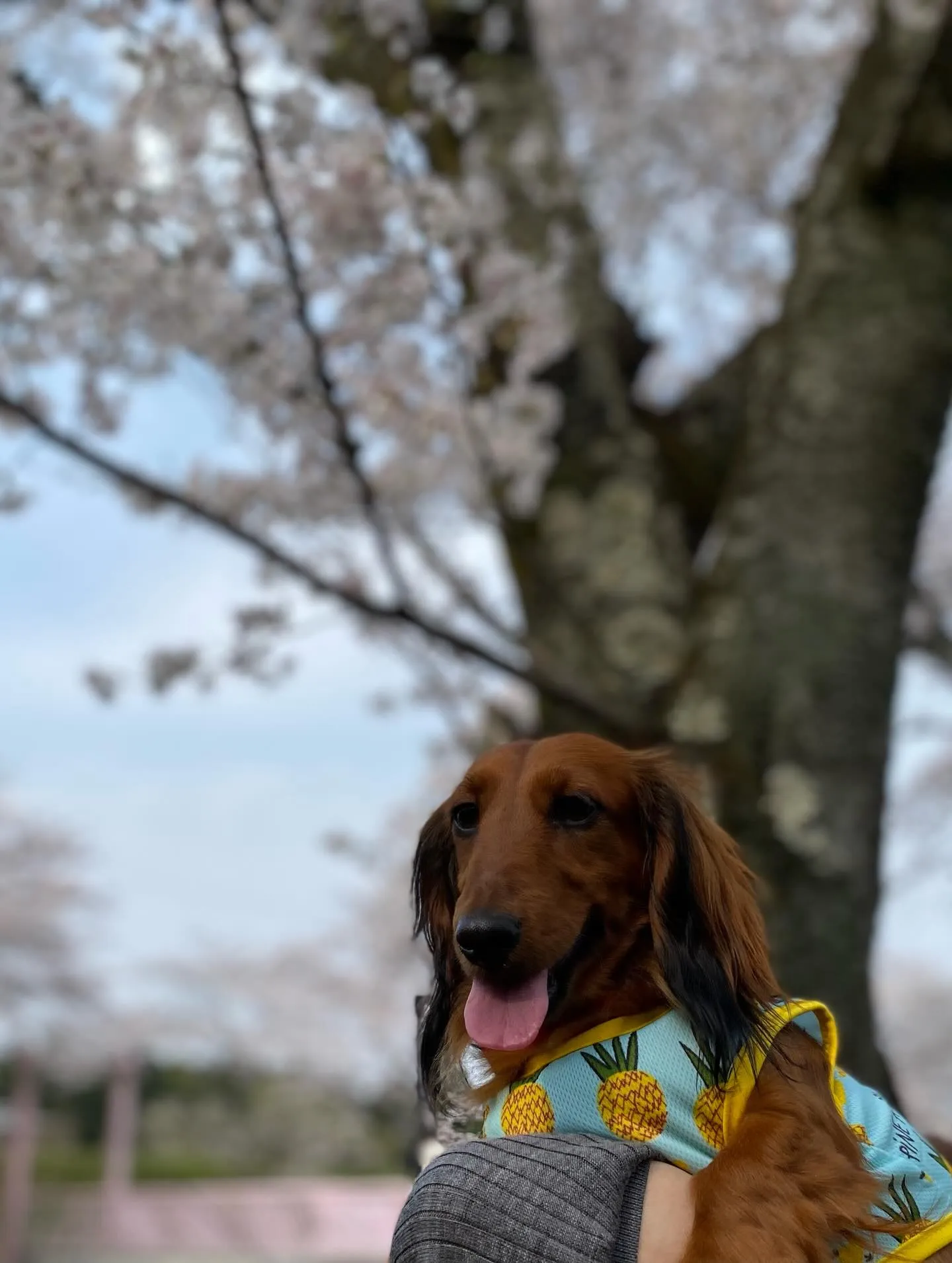 ダール君＆えごま🐾