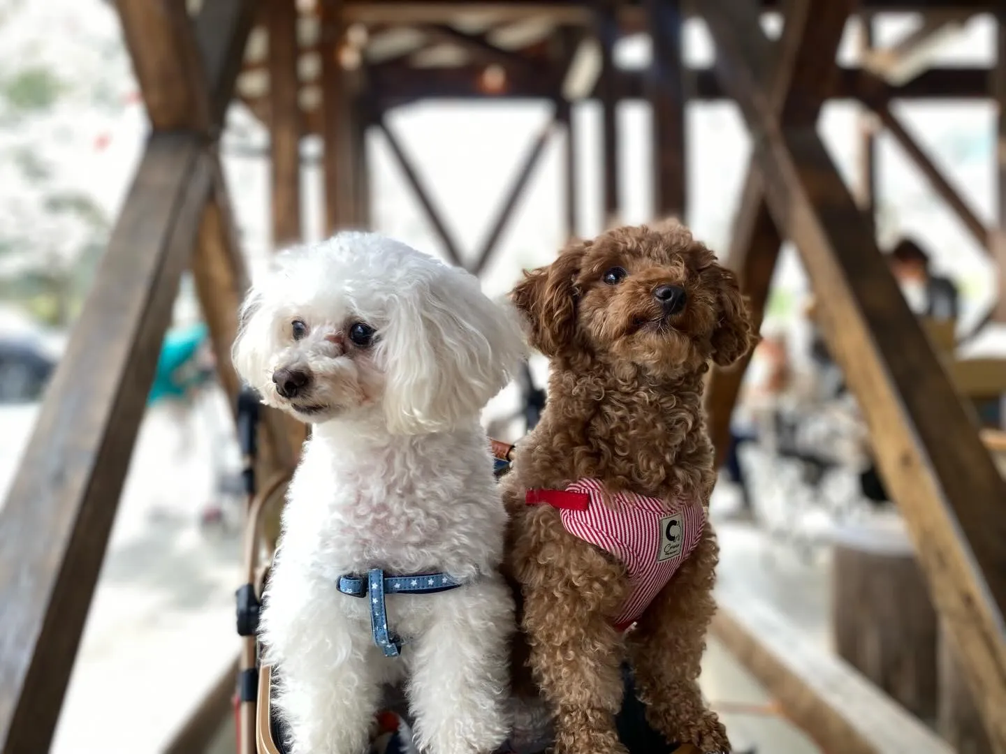 お蕎麦ちゃん&いちごちゃん🐾