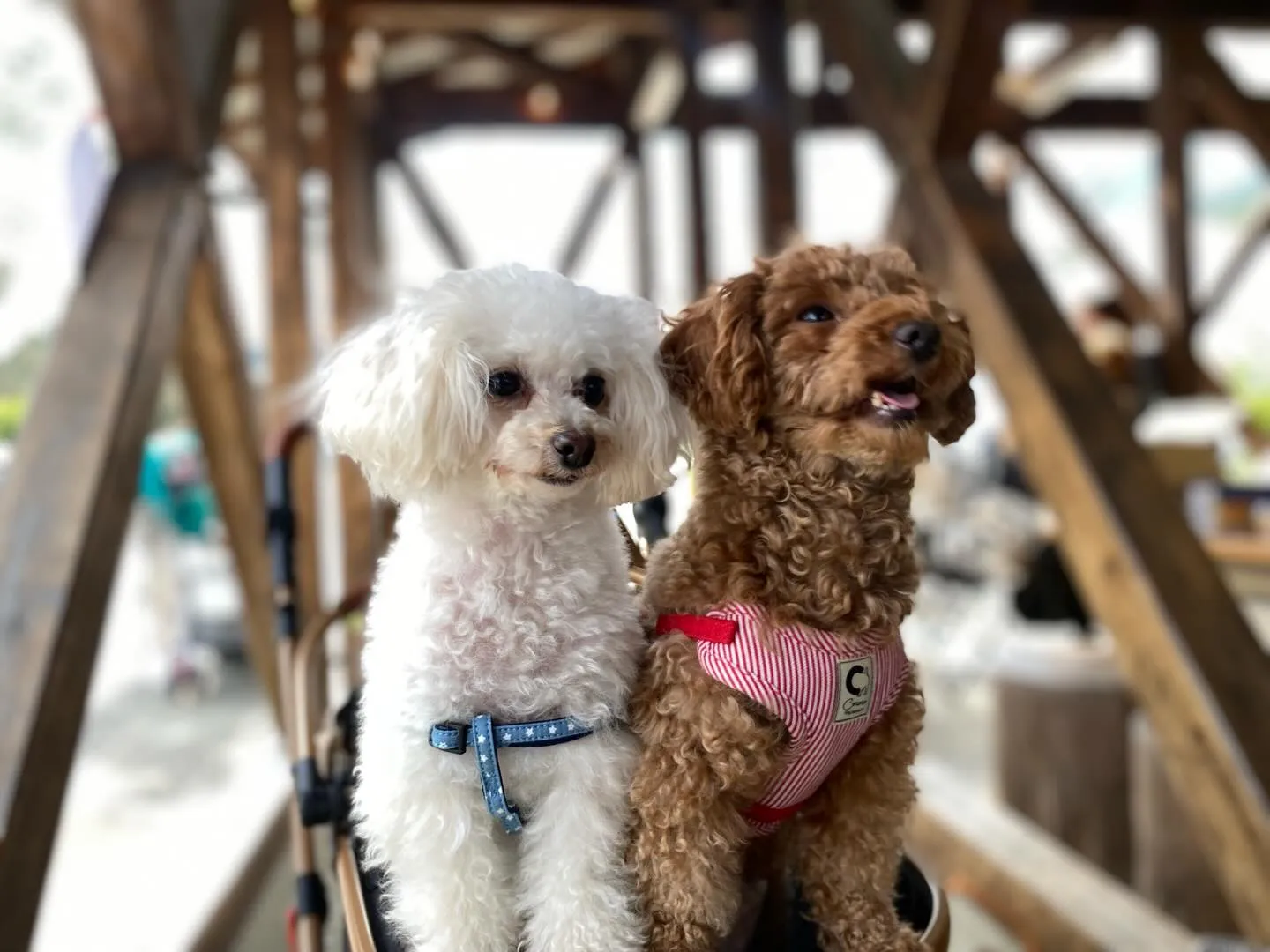 お蕎麦ちゃん&いちごちゃん🐾