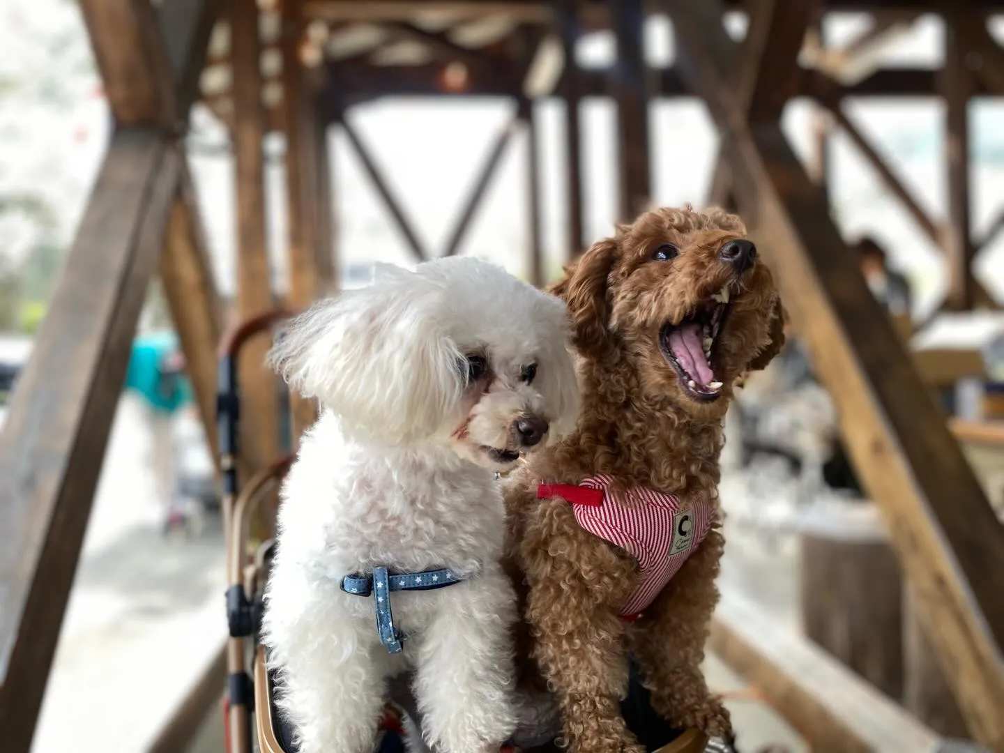 お蕎麦ちゃん&いちごちゃん🐾