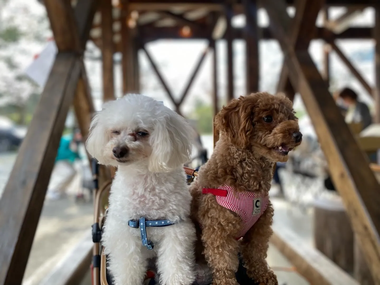 お蕎麦ちゃん&いちごちゃん🐾