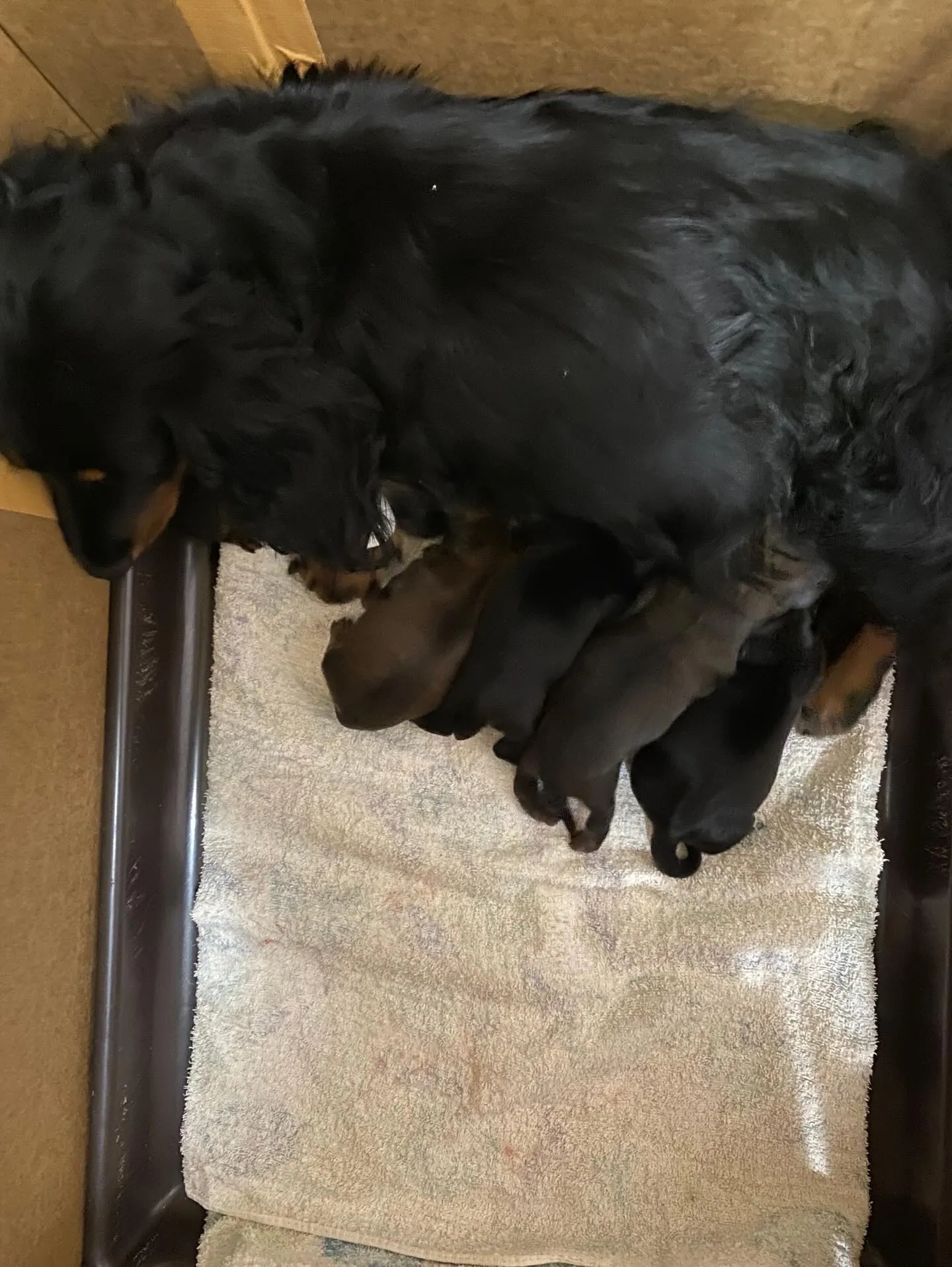 生まれました🐾