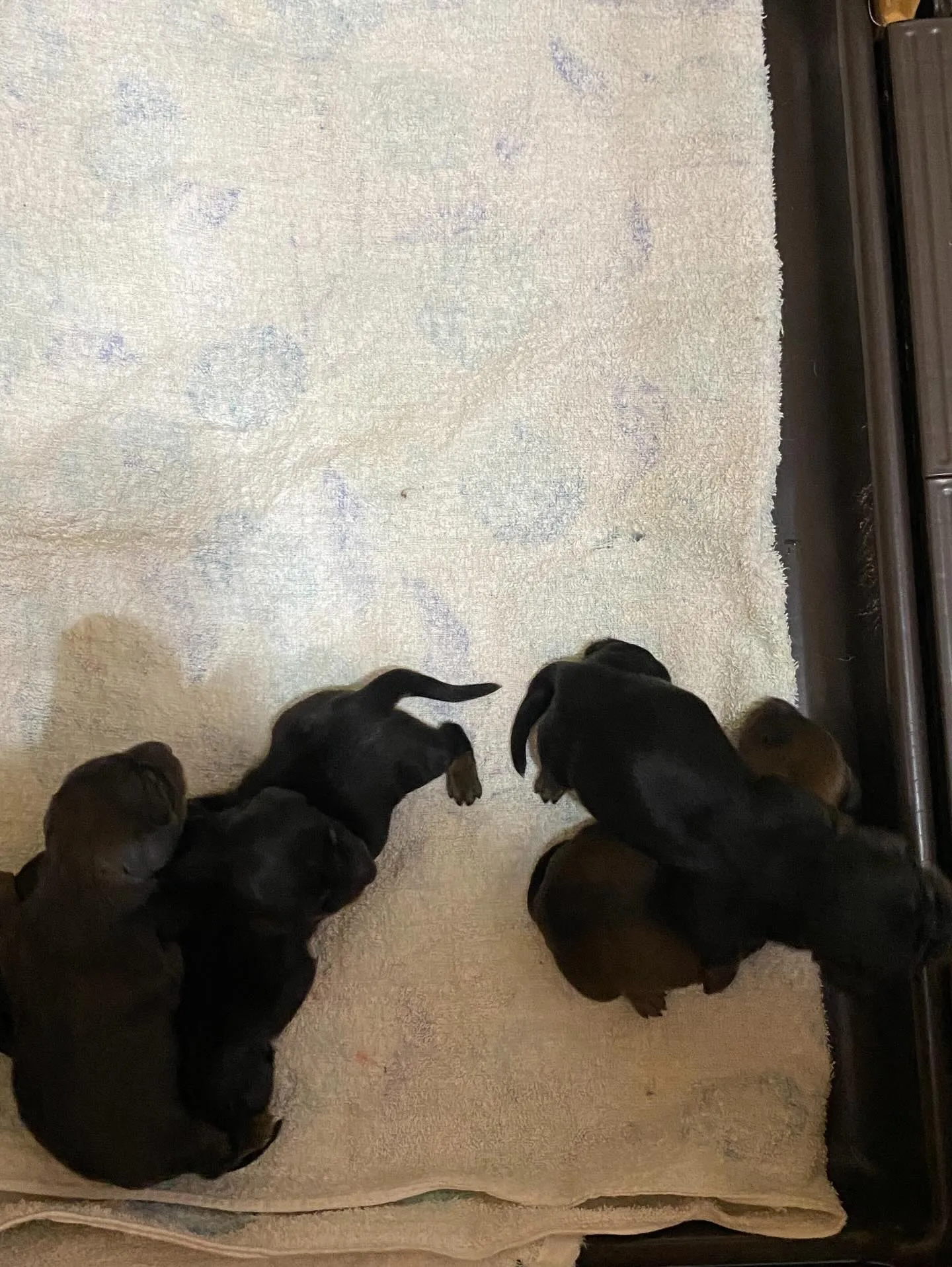 生まれました🐾